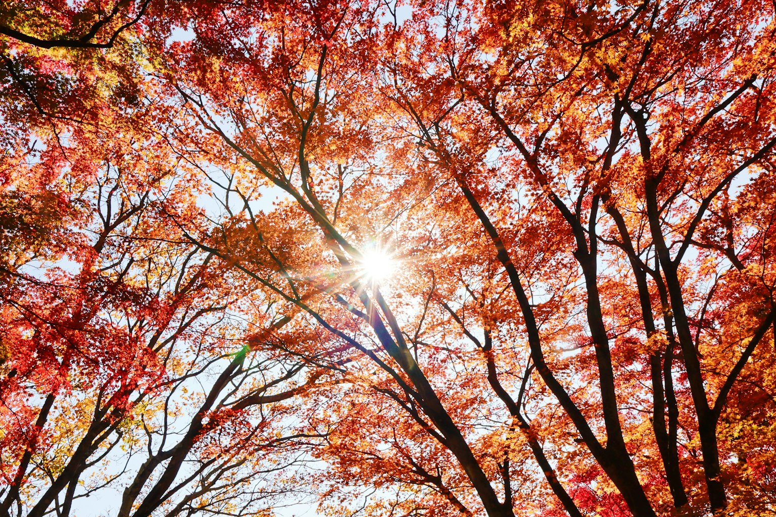 Lumière du soleil filtrant à travers des feuilles d'automne vibrantes