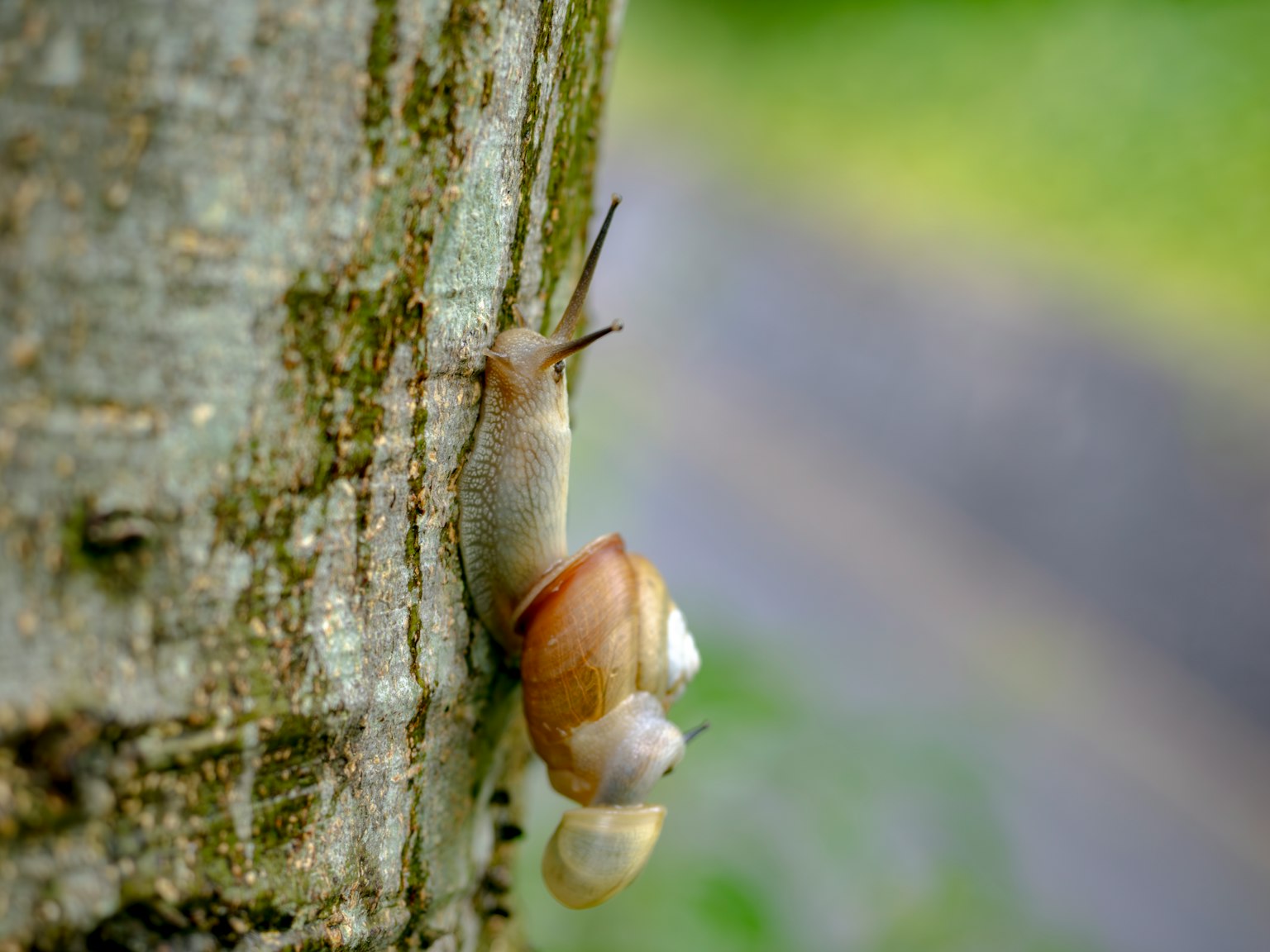 Close-up of a snail climbing a tree trunk
