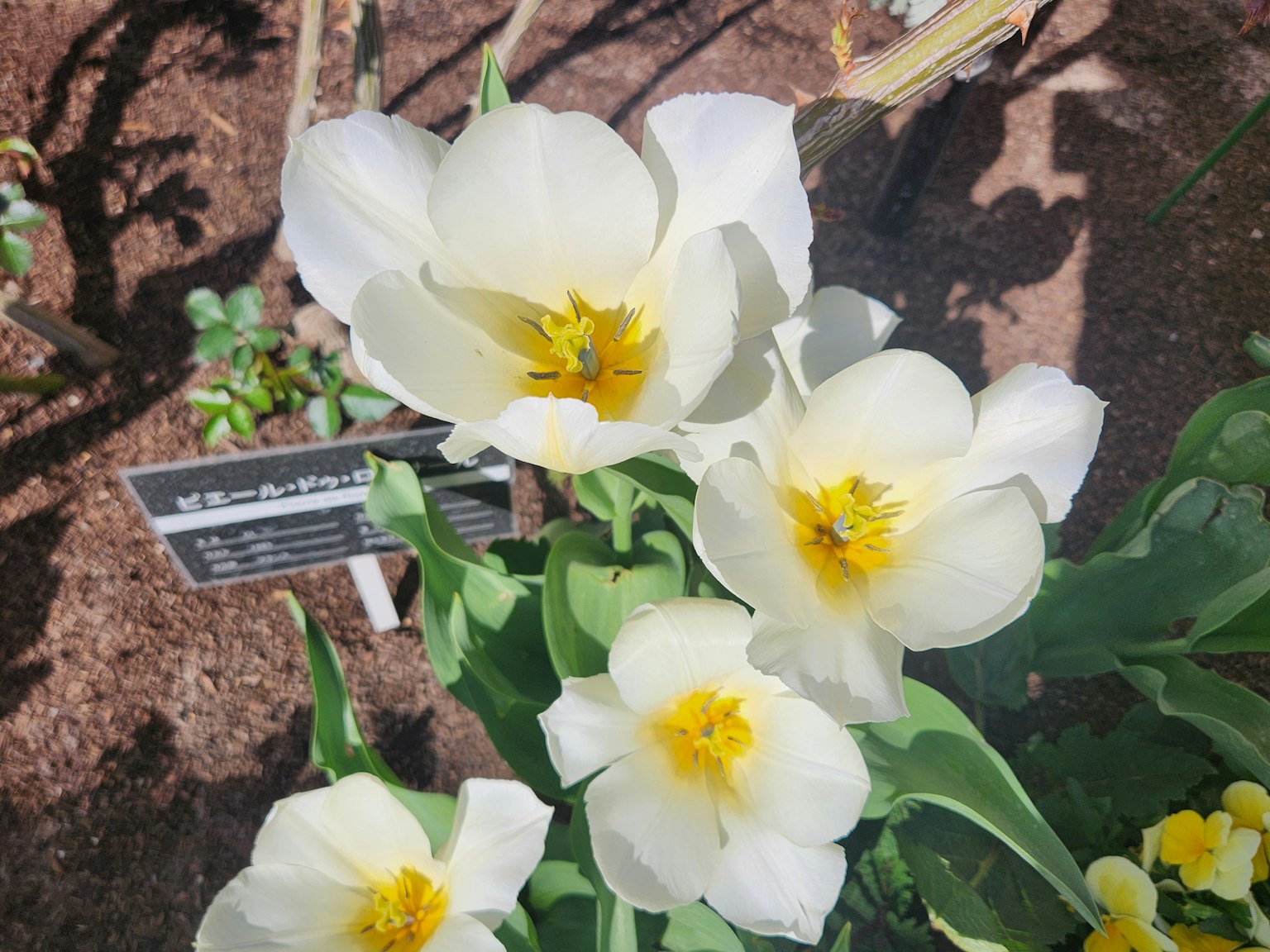 Cận cảnh hoa tulip trắng với tâm vàng