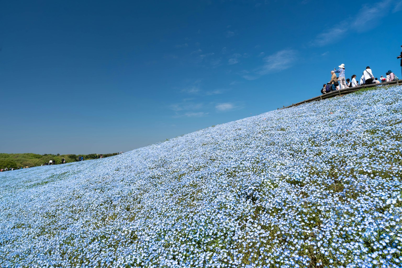 Bukit yang dipenuhi bunga biru dan pengunjung