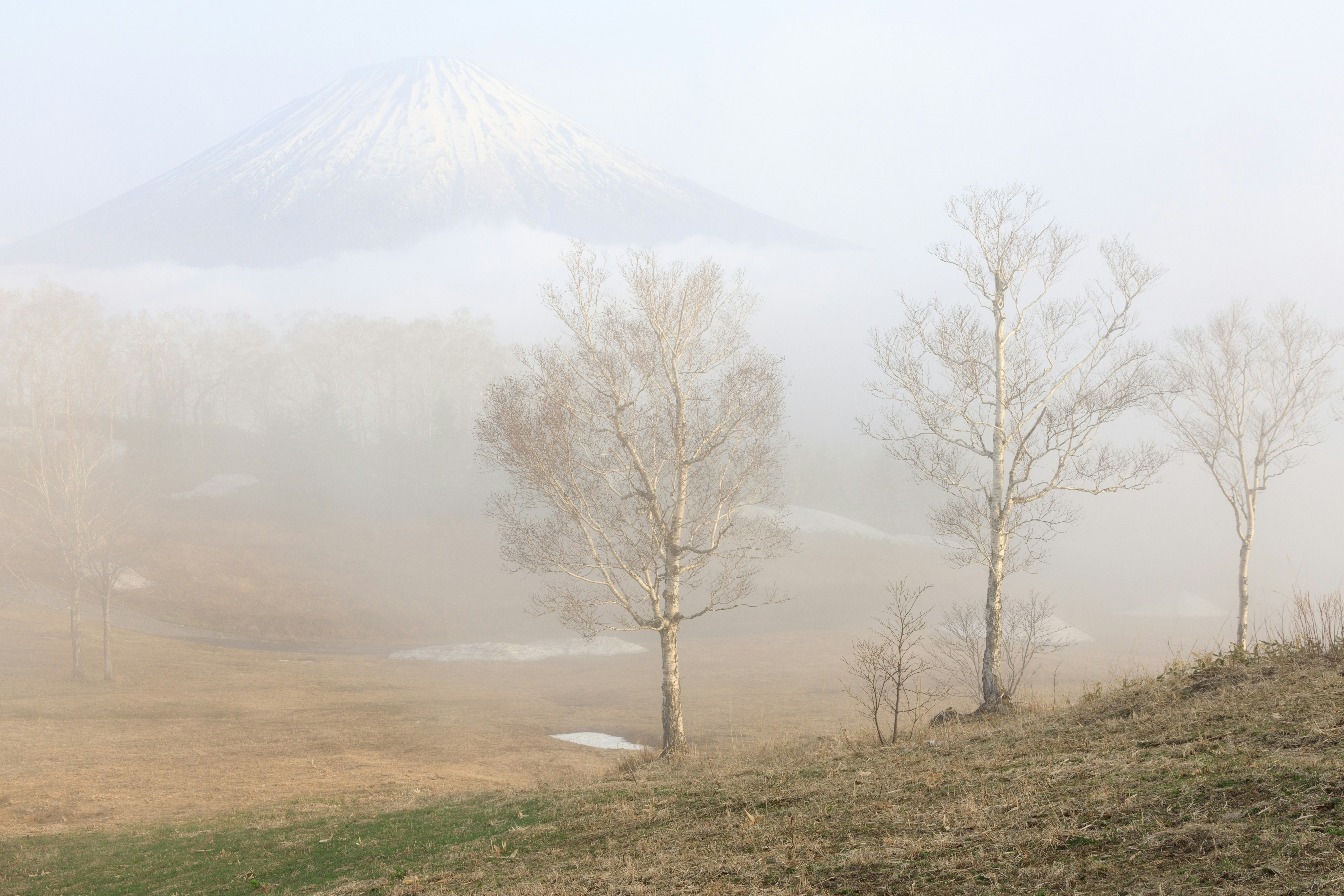 霧に包まれた丘陵と枯れ木の並ぶ風景