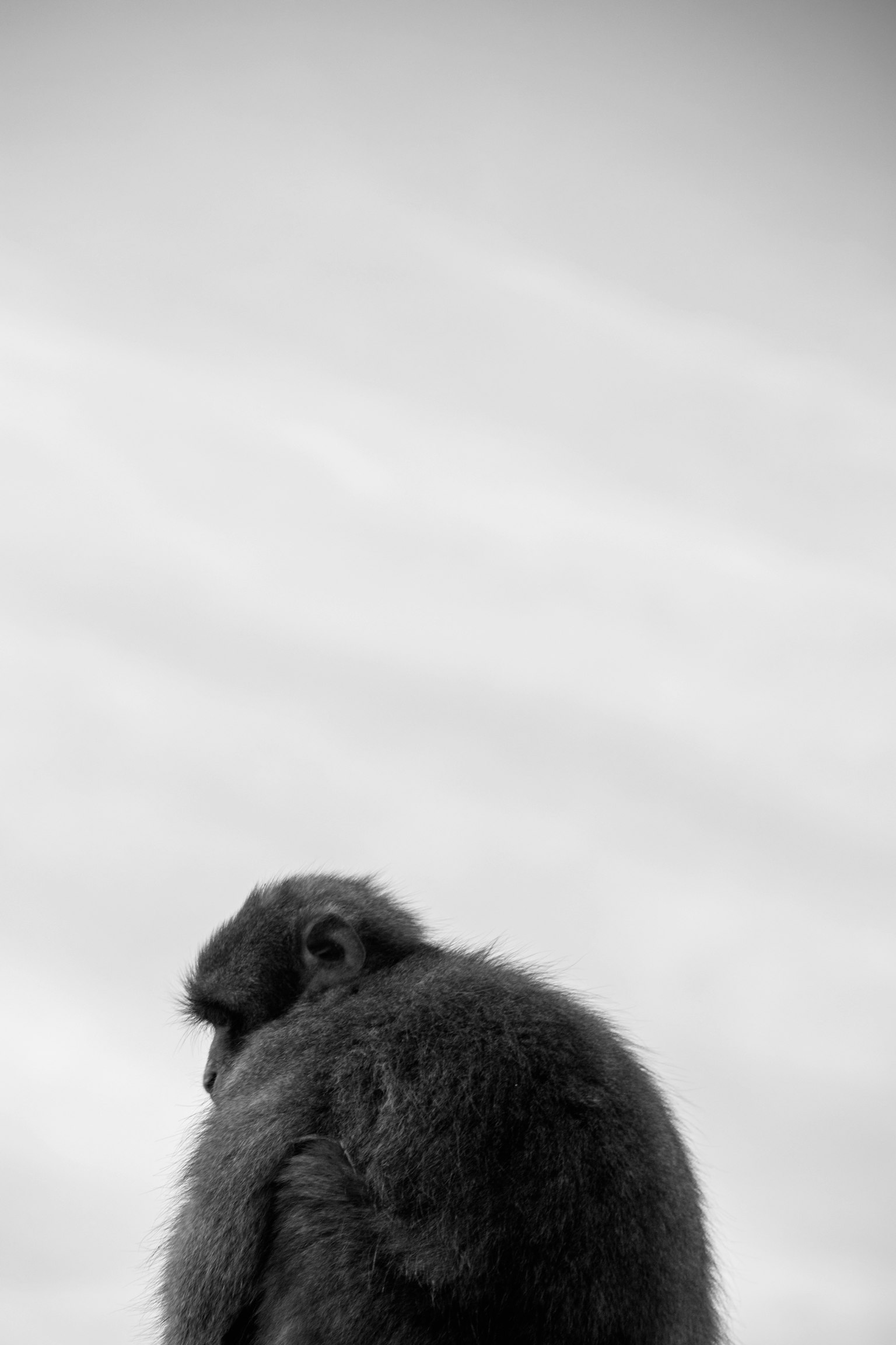 A monochrome image of a monkey facing away