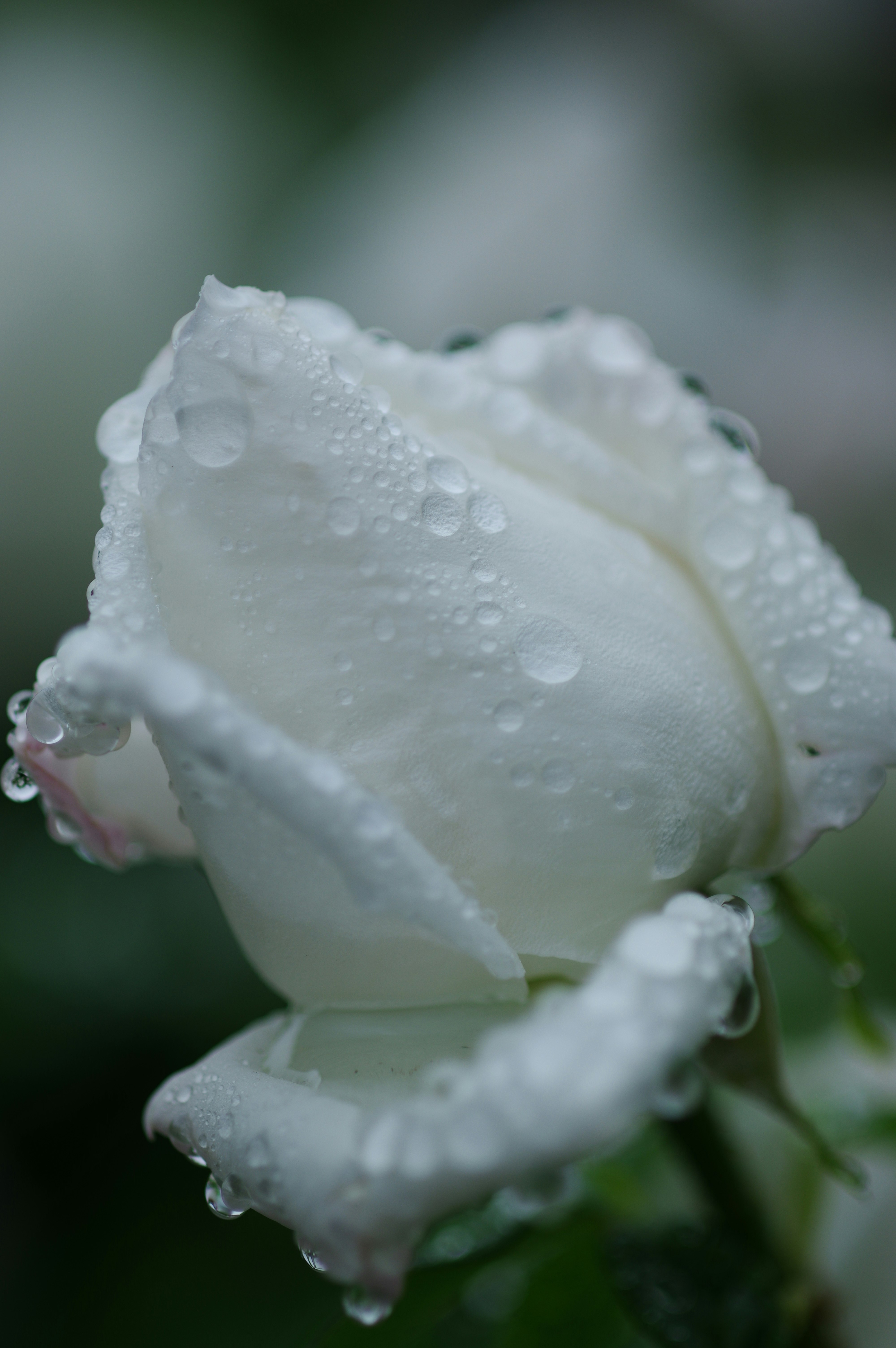 雨粒のついた白いバラの花