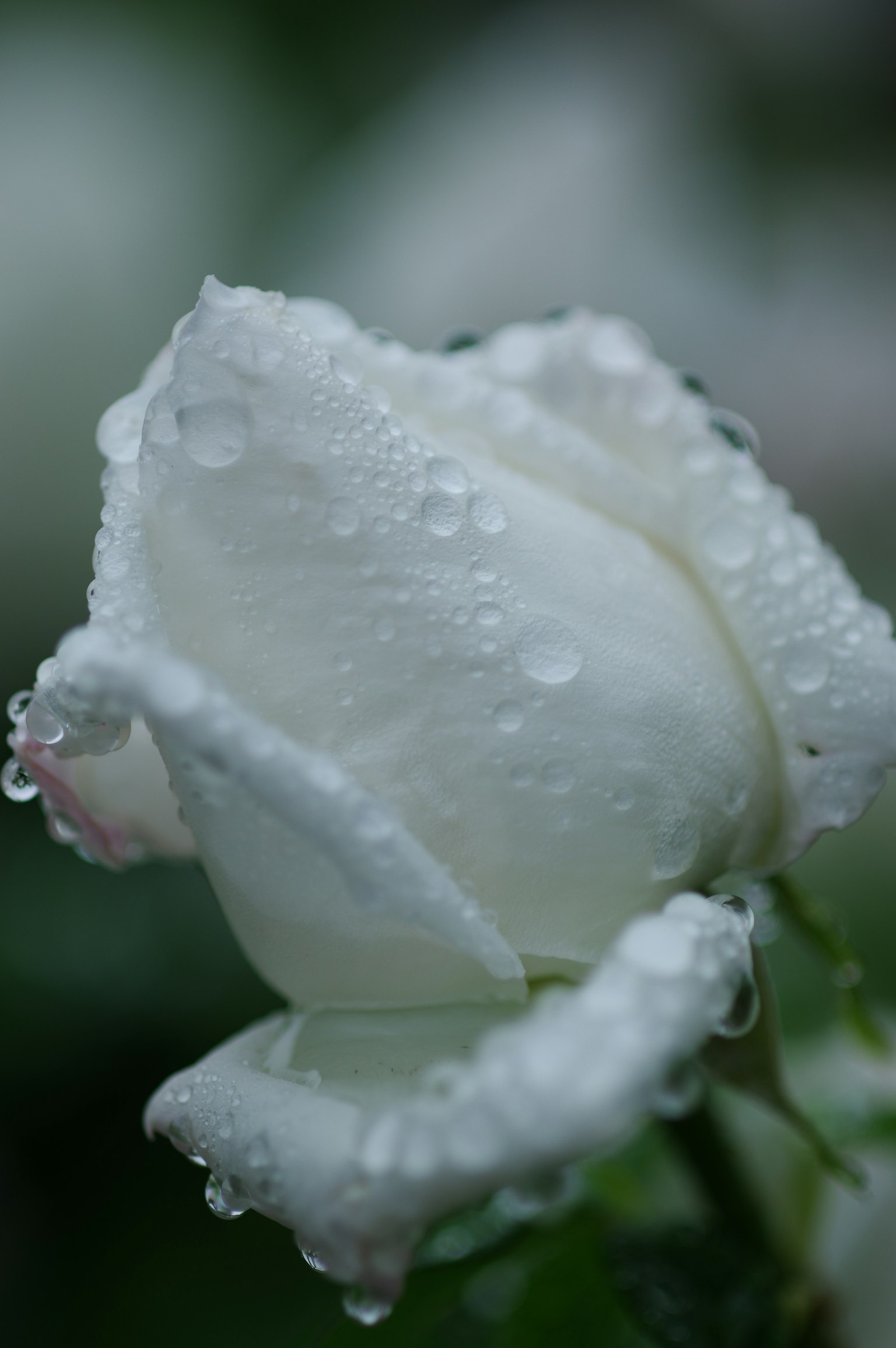 ภาพระยะใกล้ของกุหลาบขาวที่มีหยดน้ำพื้นผิวกลีบดอกนุ่มและพื้นหลังสีเขียว