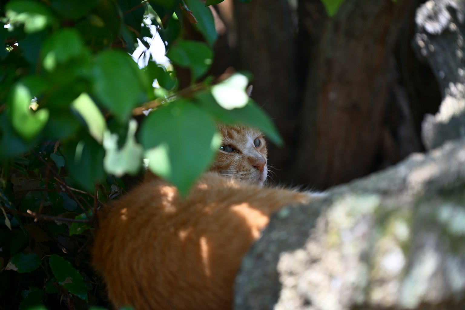Chat orange partiellement caché parmi des feuilles vertes