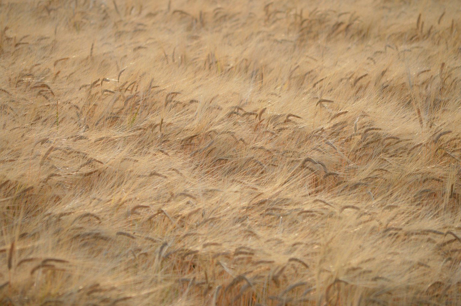 ทุ่งข้าวสาลีที่มีสีน้ำตาลทองโบกสะบัดในสายลม