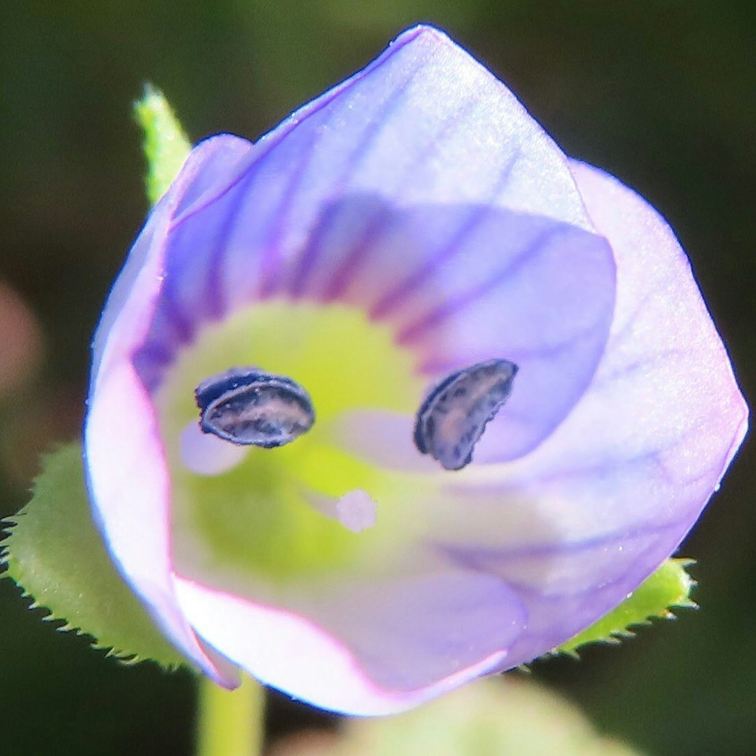 Primer plano de una pequeña flor morada con dos estambres negros en el centro