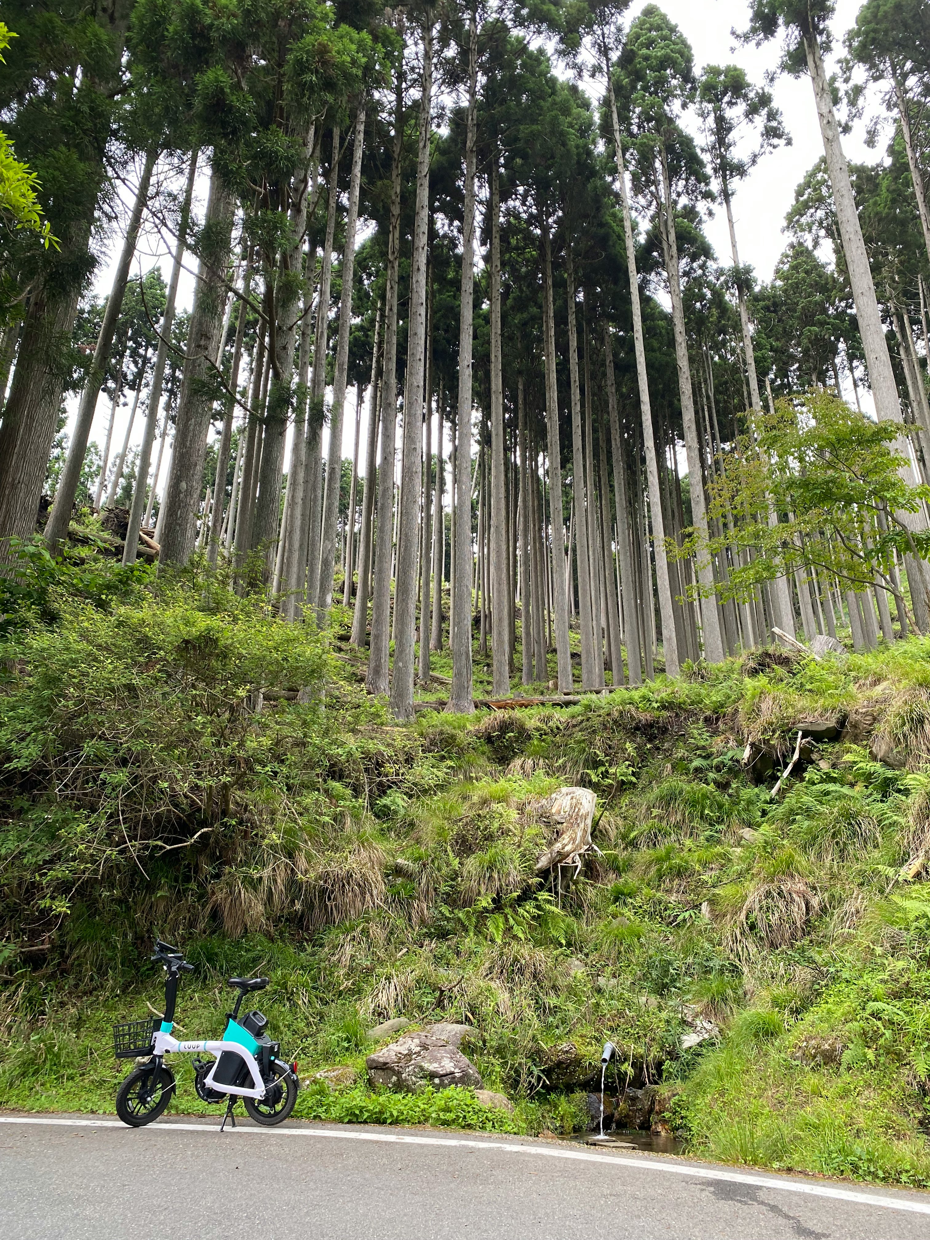 花背峠付近の山道を走るバイクと杉林の風景