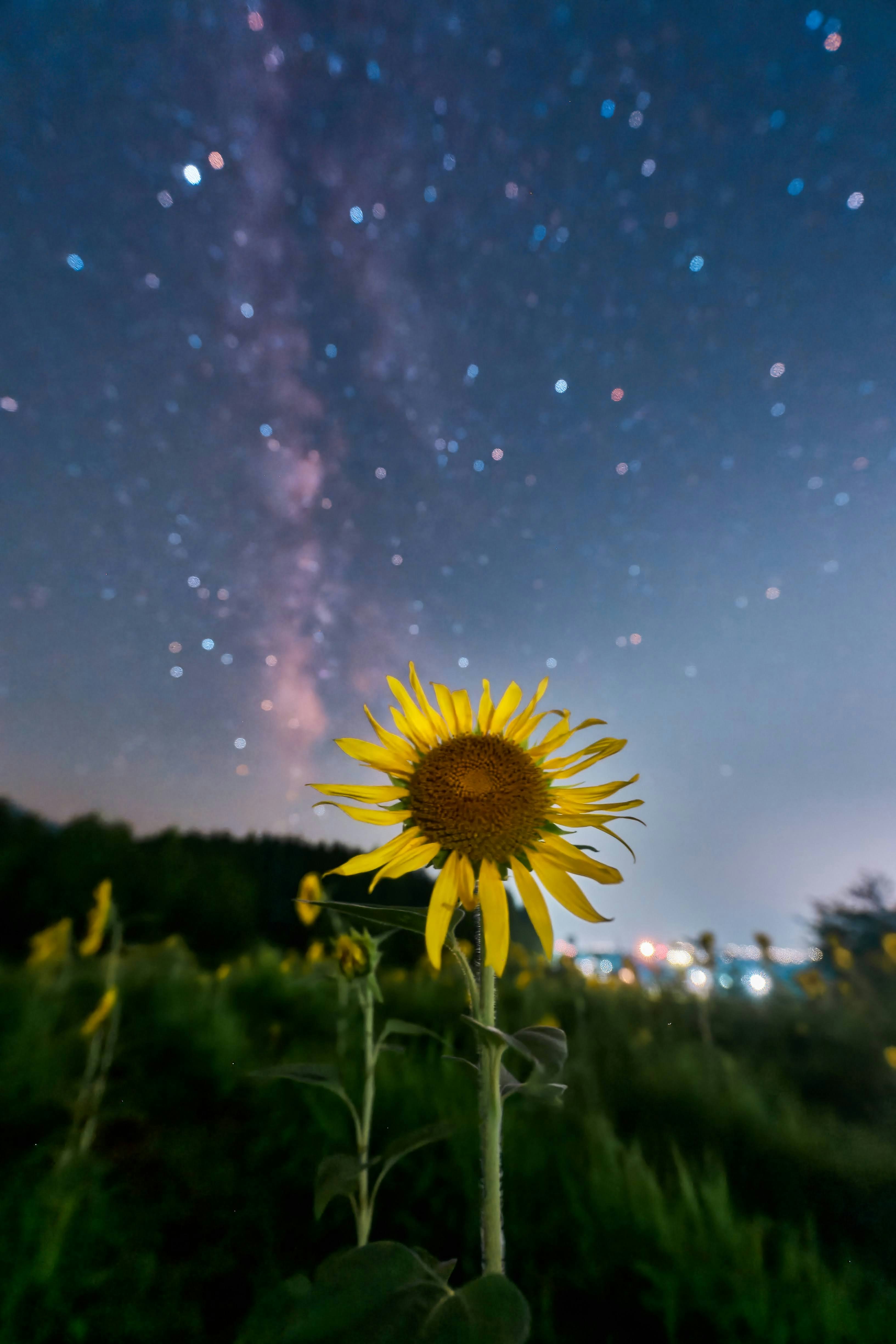 星空般光點下盛開的向日葵