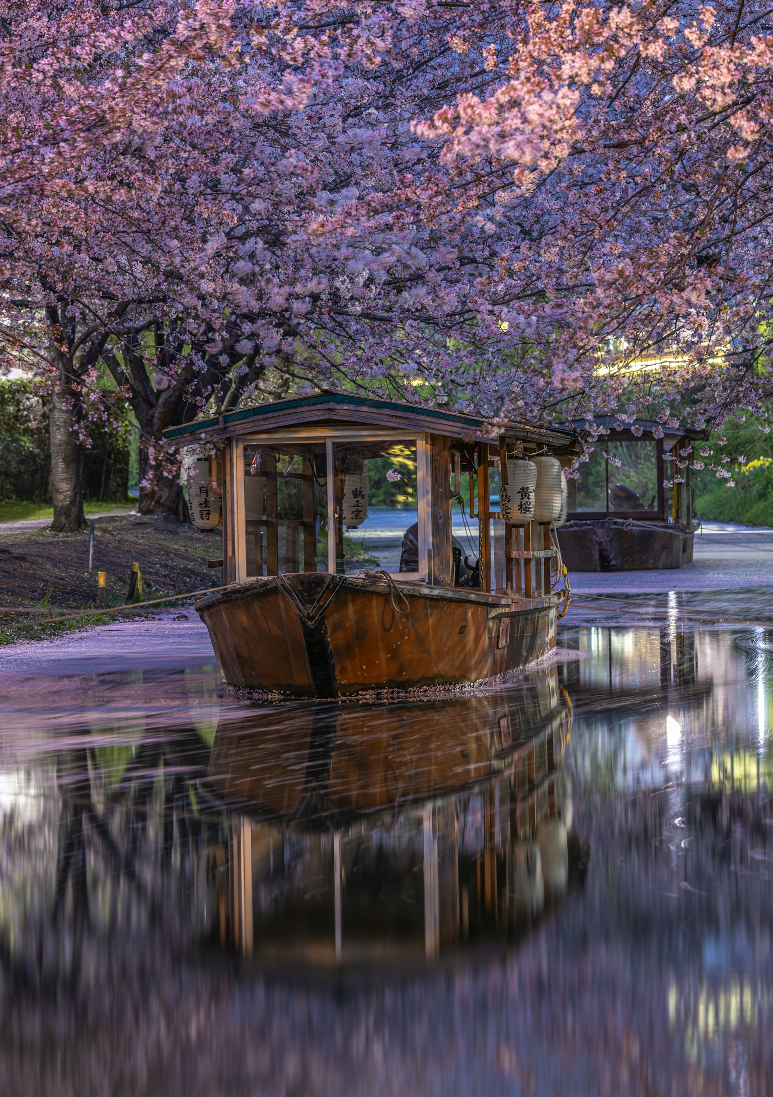 Barca di legno che galleggia sotto i ciliegi in fiore con belle riflessioni sull'acqua