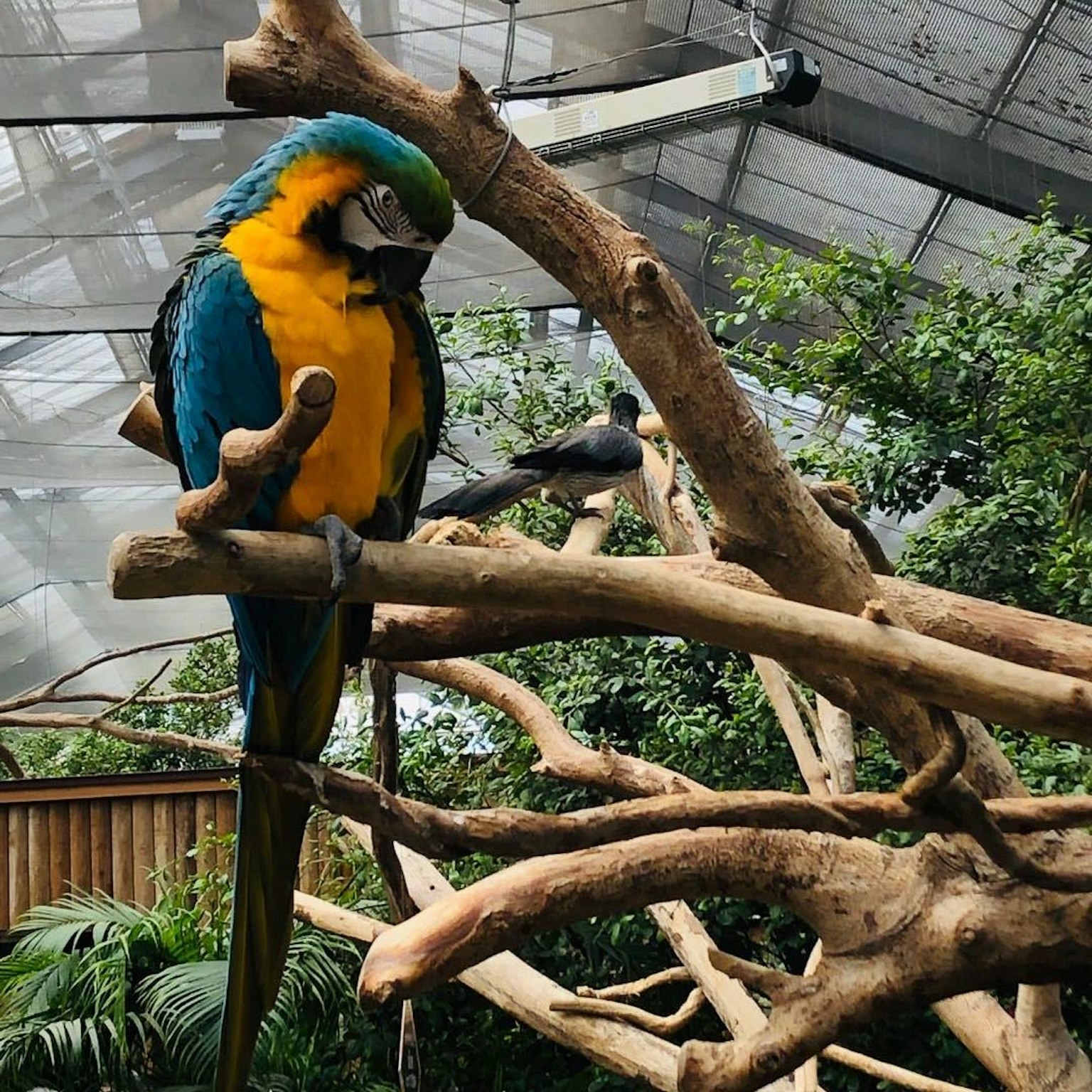 A vibrant blue and yellow parrot perched on a branch