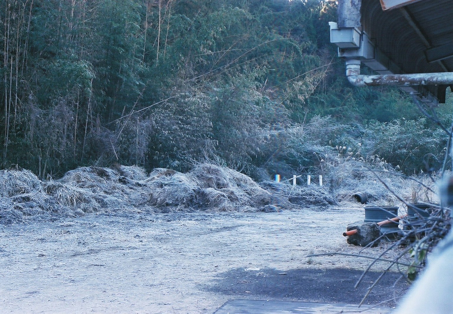 道路旁的竹林和乾草的風景