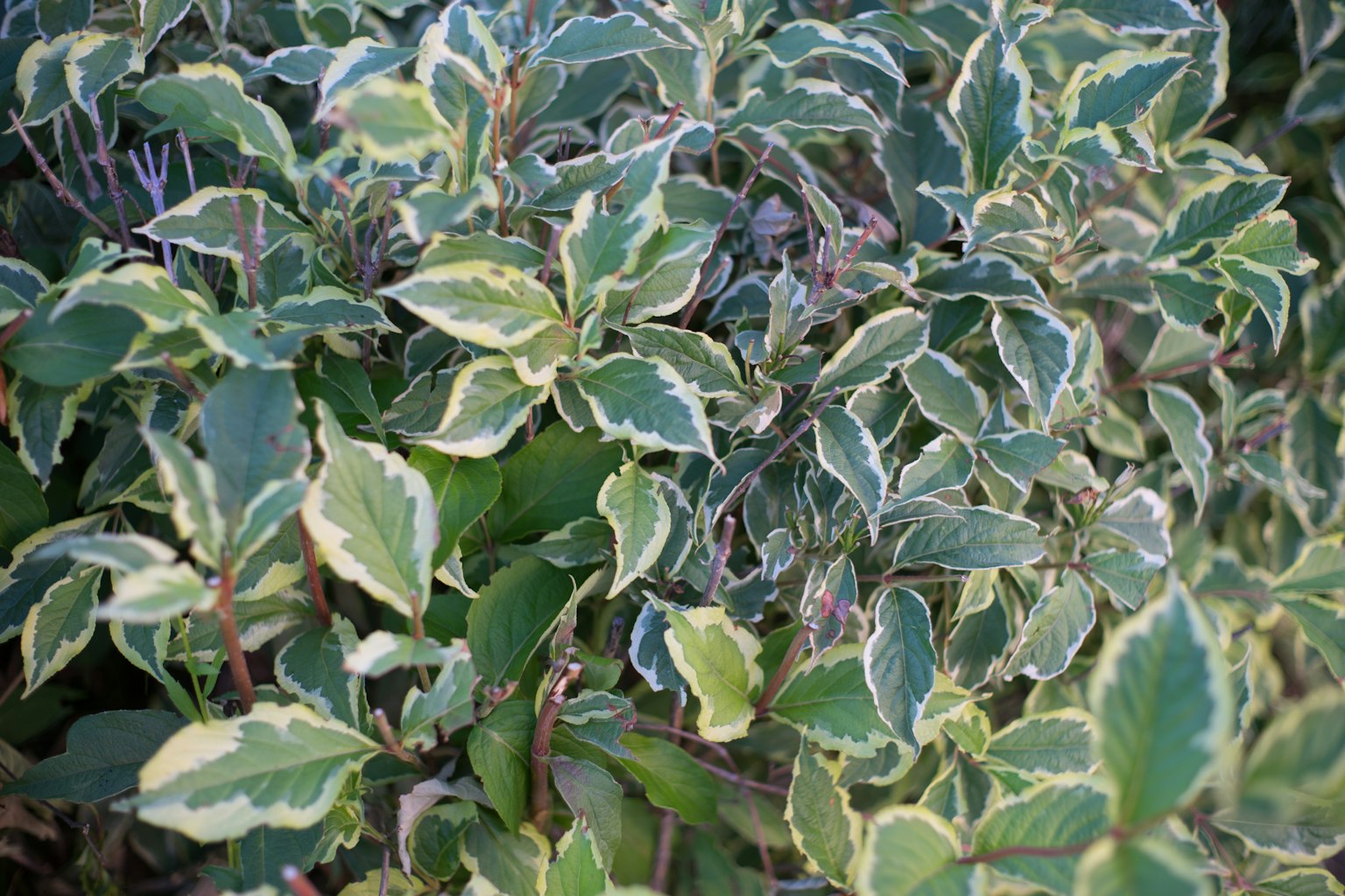 Primer plano de una planta con hojas verdes bordeadas de crema