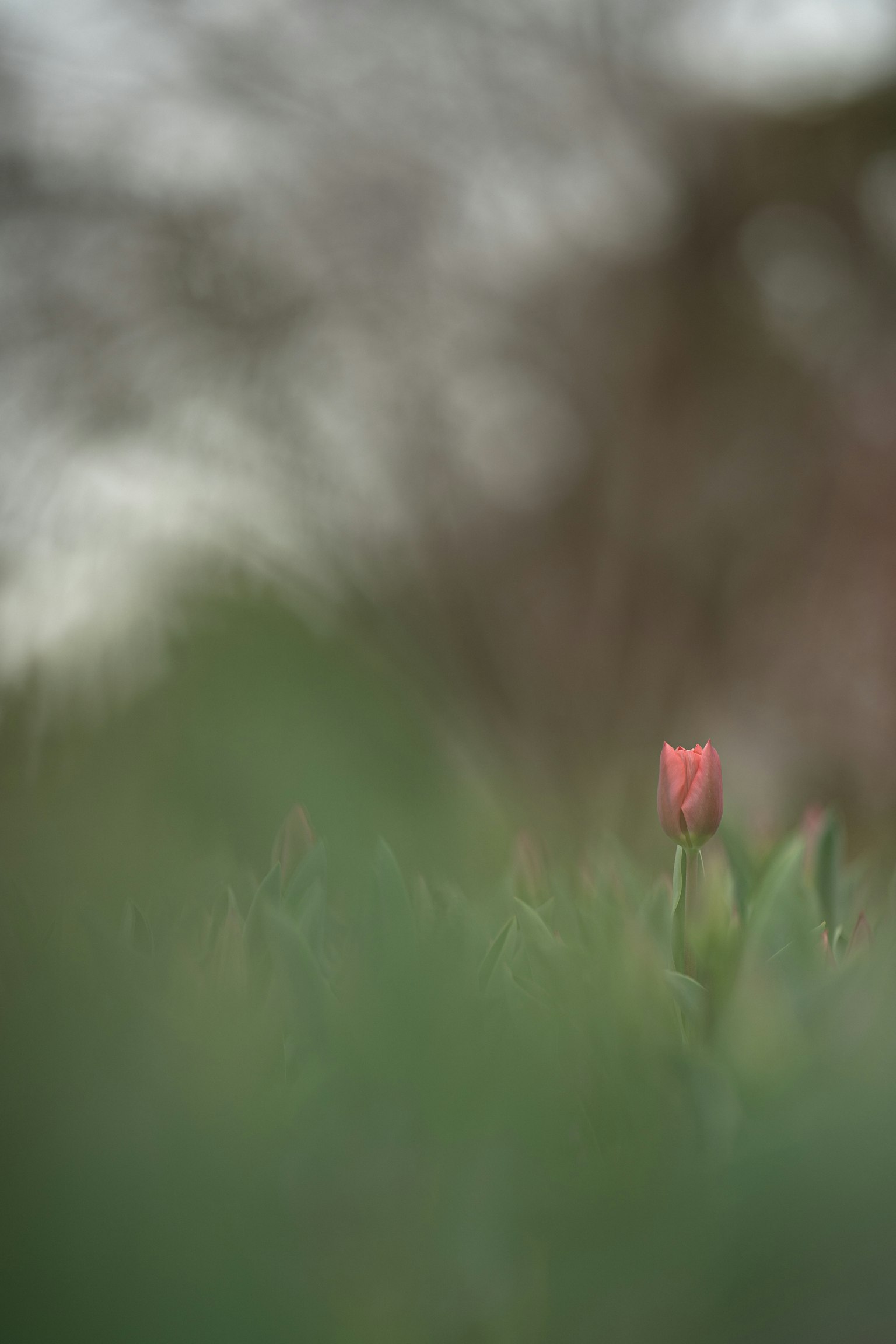 photo-Cvsh3ADAh77BlRafaW6j-image
