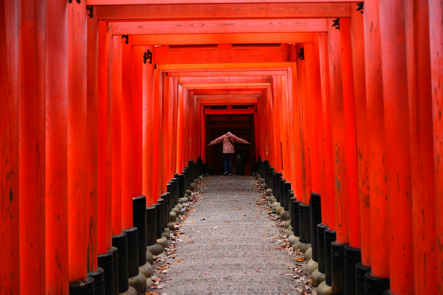 A person walking through a tunnel of red torii gates