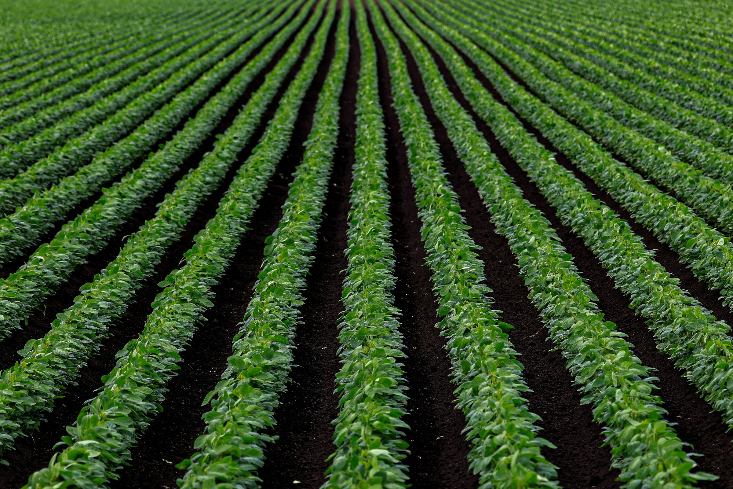 rangées vertes de cultures dans un champ agricole