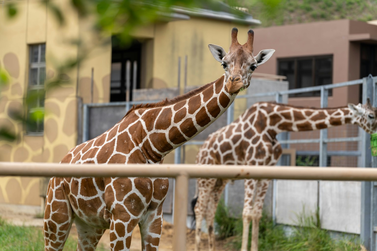 Due giraffe che stanno in un recinto una giraffa rivolta verso l'osservatore