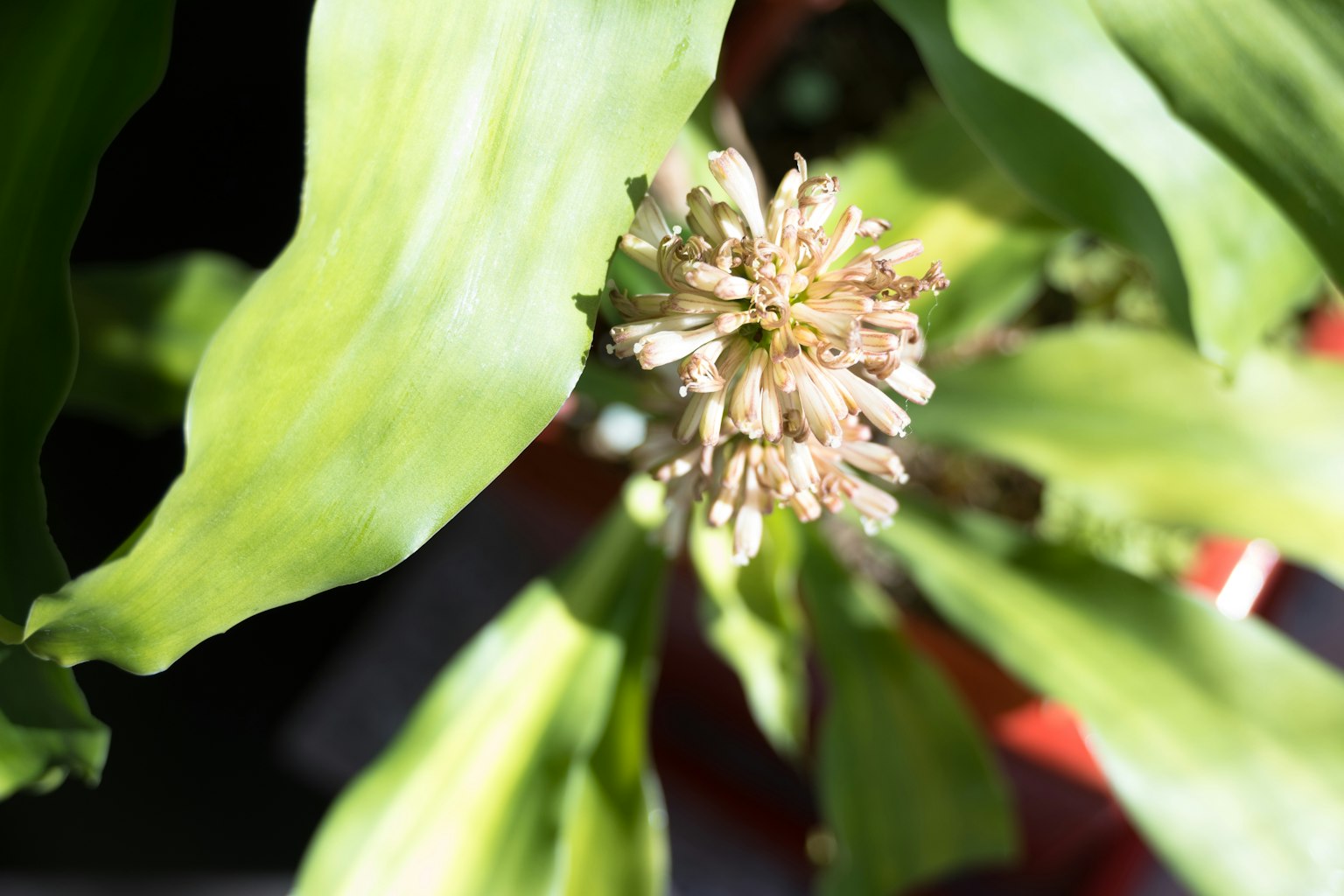 Gros plan d'une petite fleur épanouie parmi des feuilles vertes