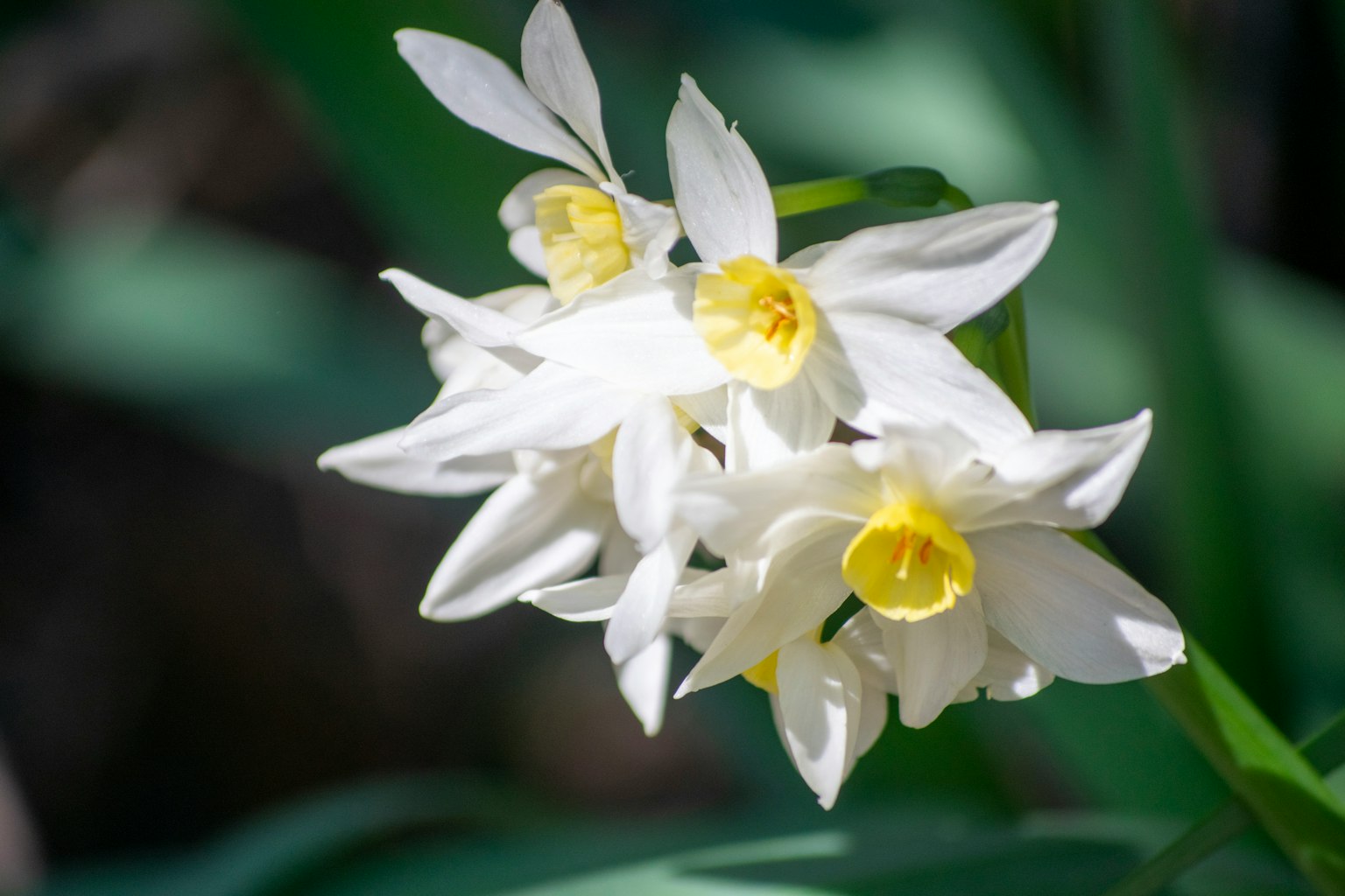 Gros plan de fleurs blanches avec des centres jaunes