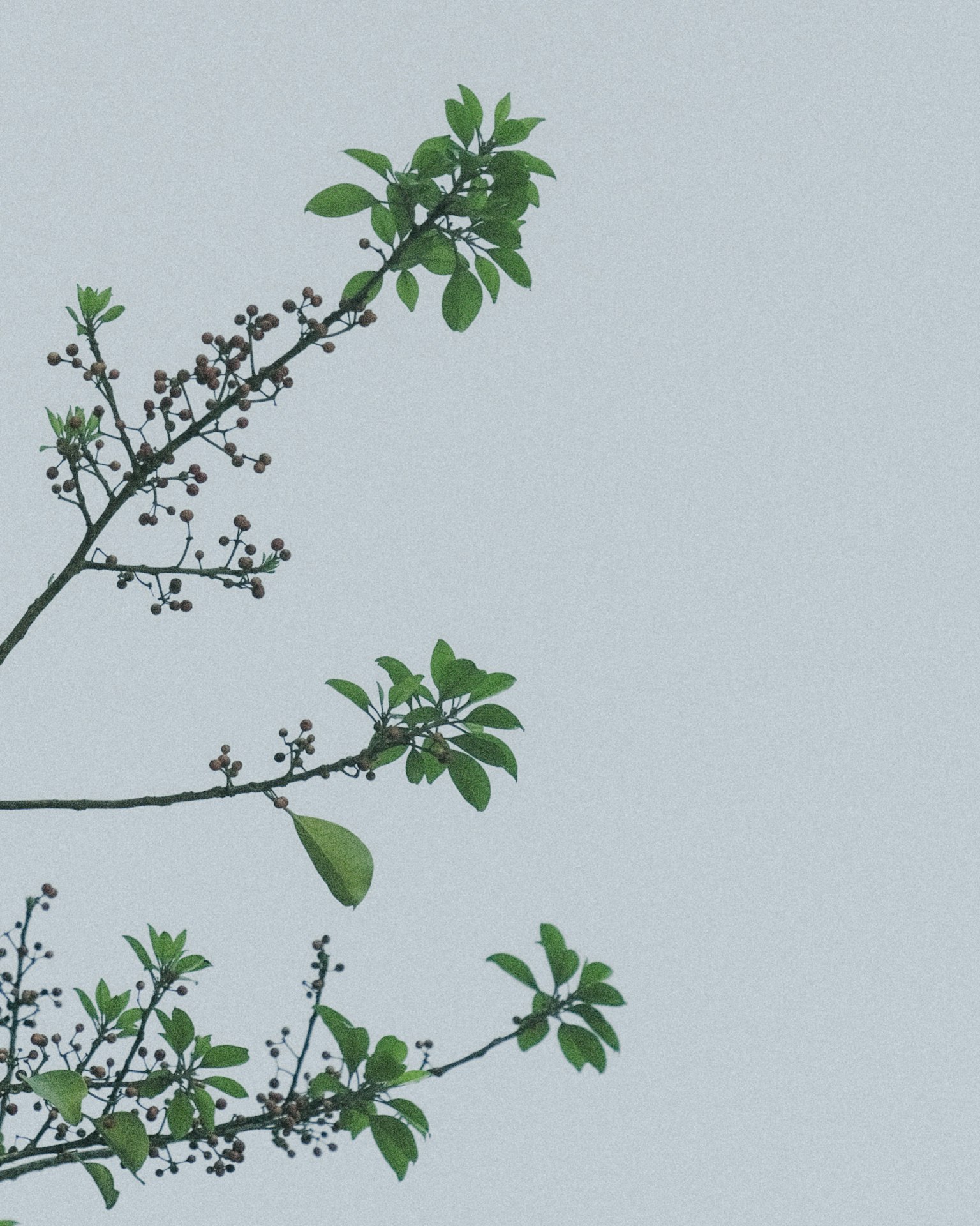 Branche avec des feuilles vertes et des baies sur un fond bleu