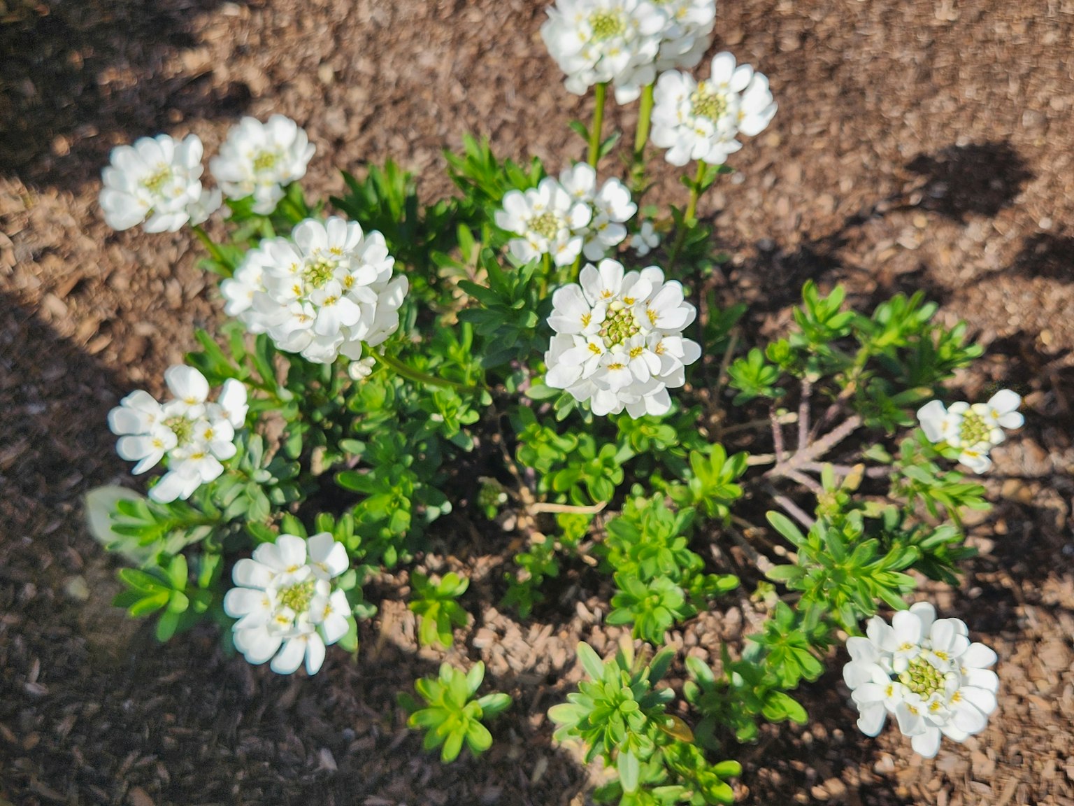 特写白花植物与绿叶在棕色土壤背景下