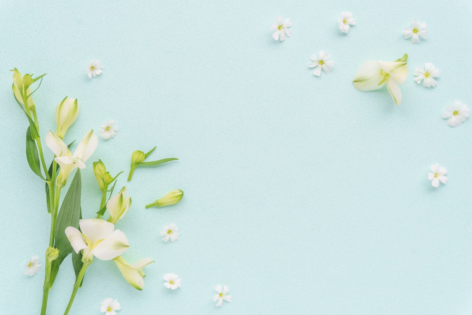 Anordnung von weißen Blumen und grünen Blättern auf blauem Hintergrund