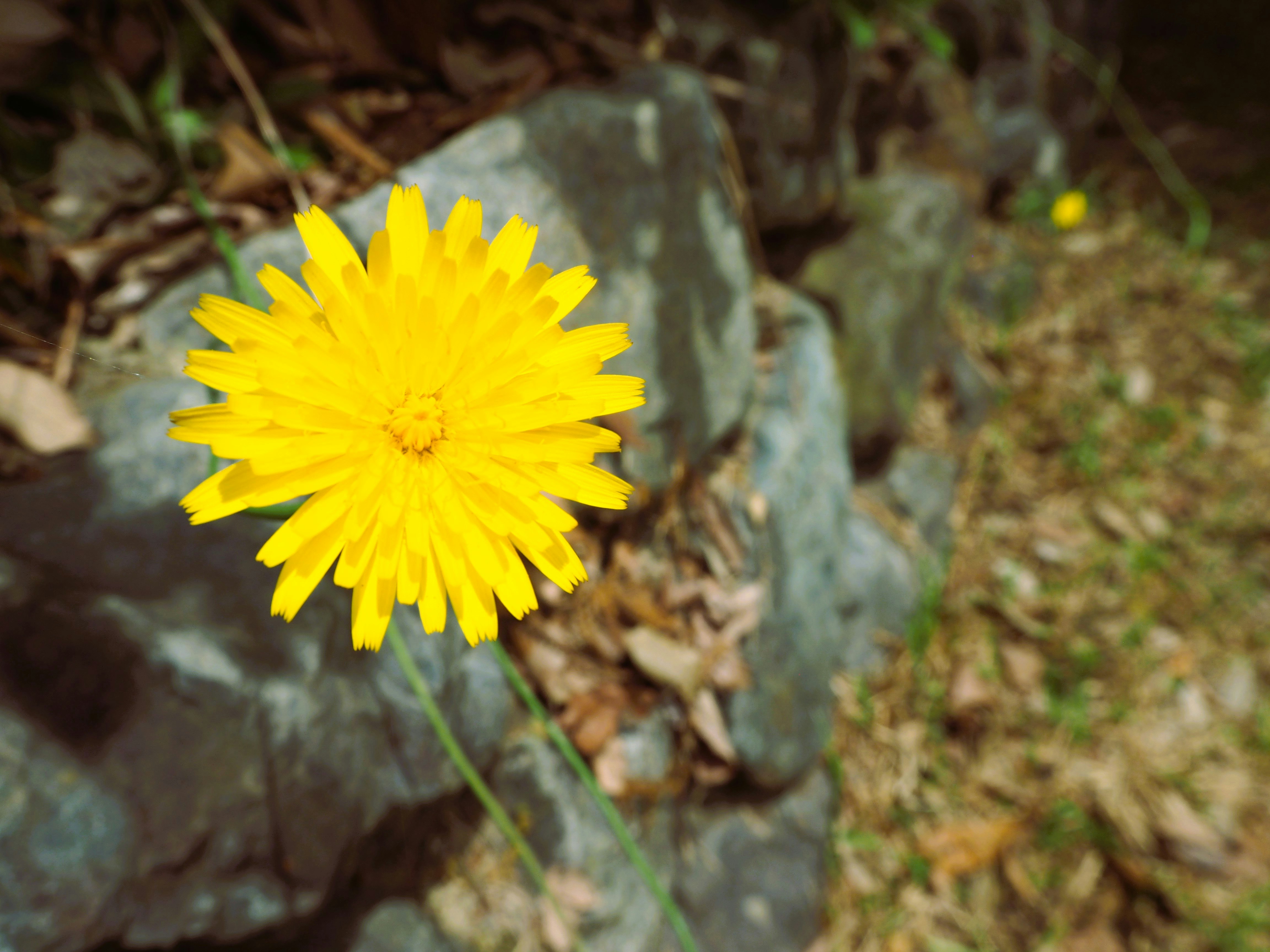 diente de león floreciendo entre rocas