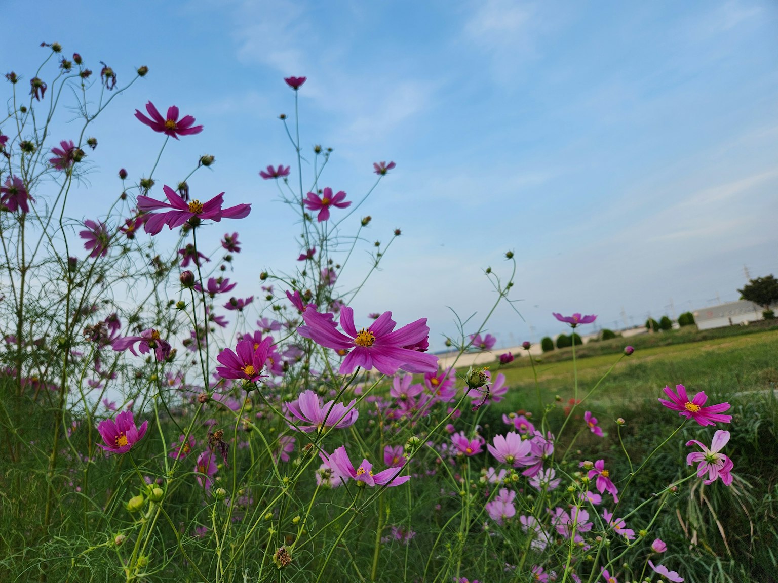 Cosmos flowers blooming under a blue sky with green grass