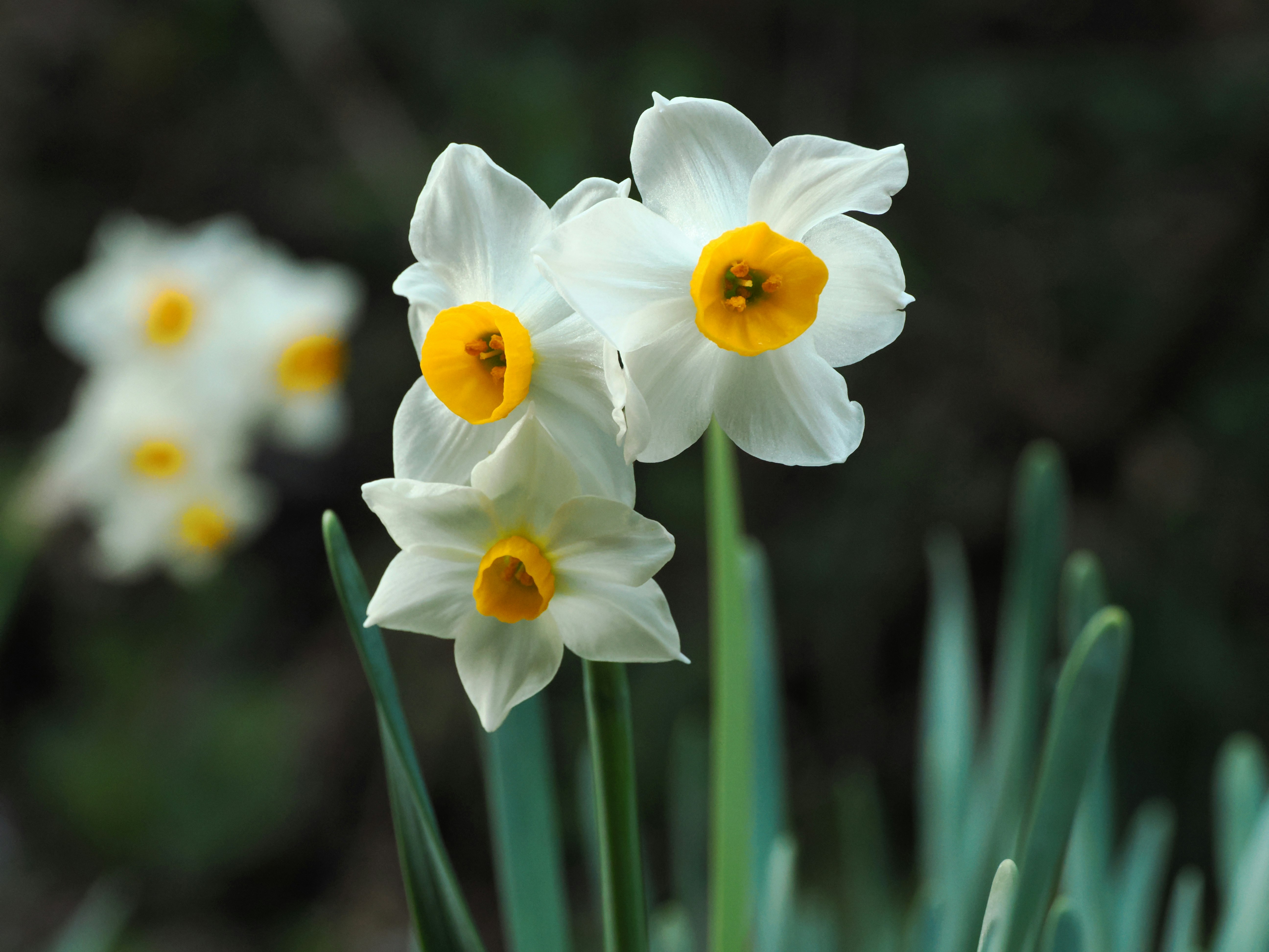 白い水仙の花が黄色い中心を持ち、緑の茎から立ち上がっている