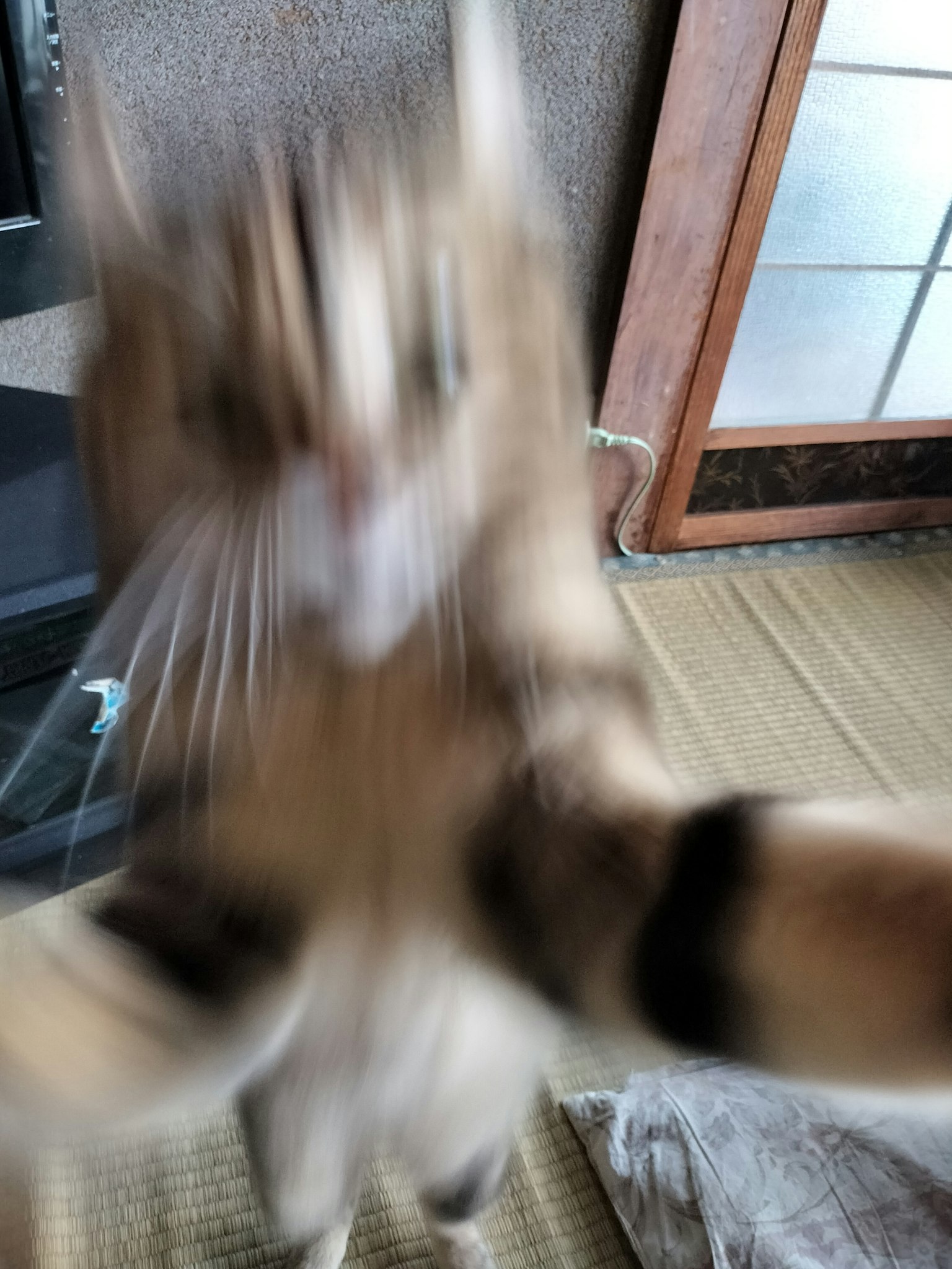 Gatto sfocato che allunga le zampe