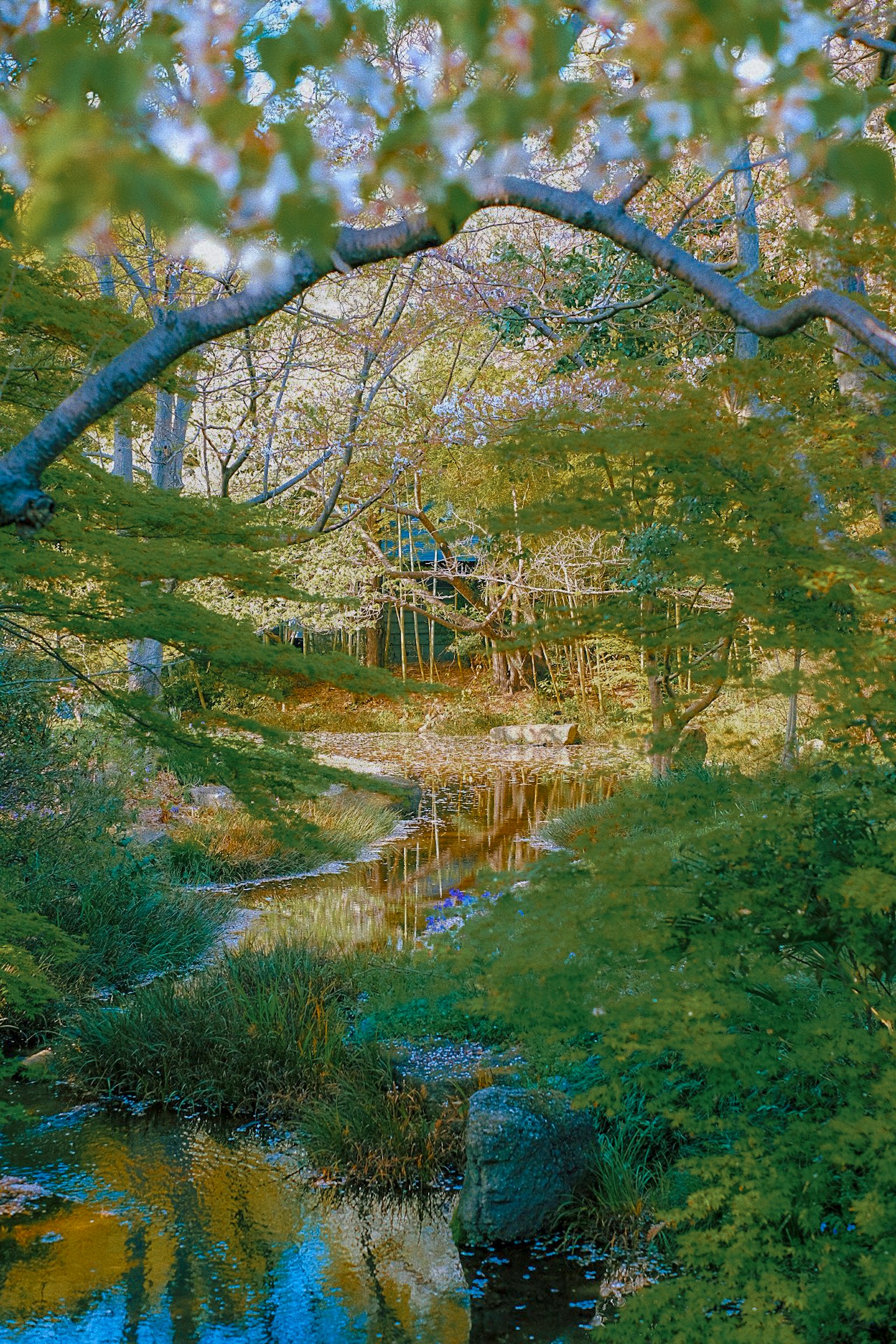 Une vue sereine d'un ruisseau traversant une forêt luxuriante avec des arbres environnants