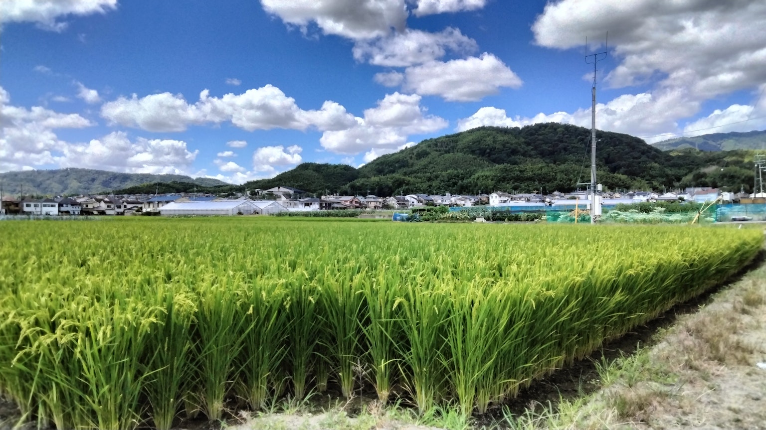 Scenic view of lush rice fields under a bright blue sky