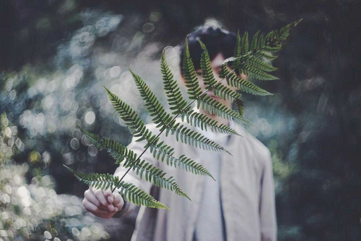 Seseorang yang memegang pakis hijau di hutan
