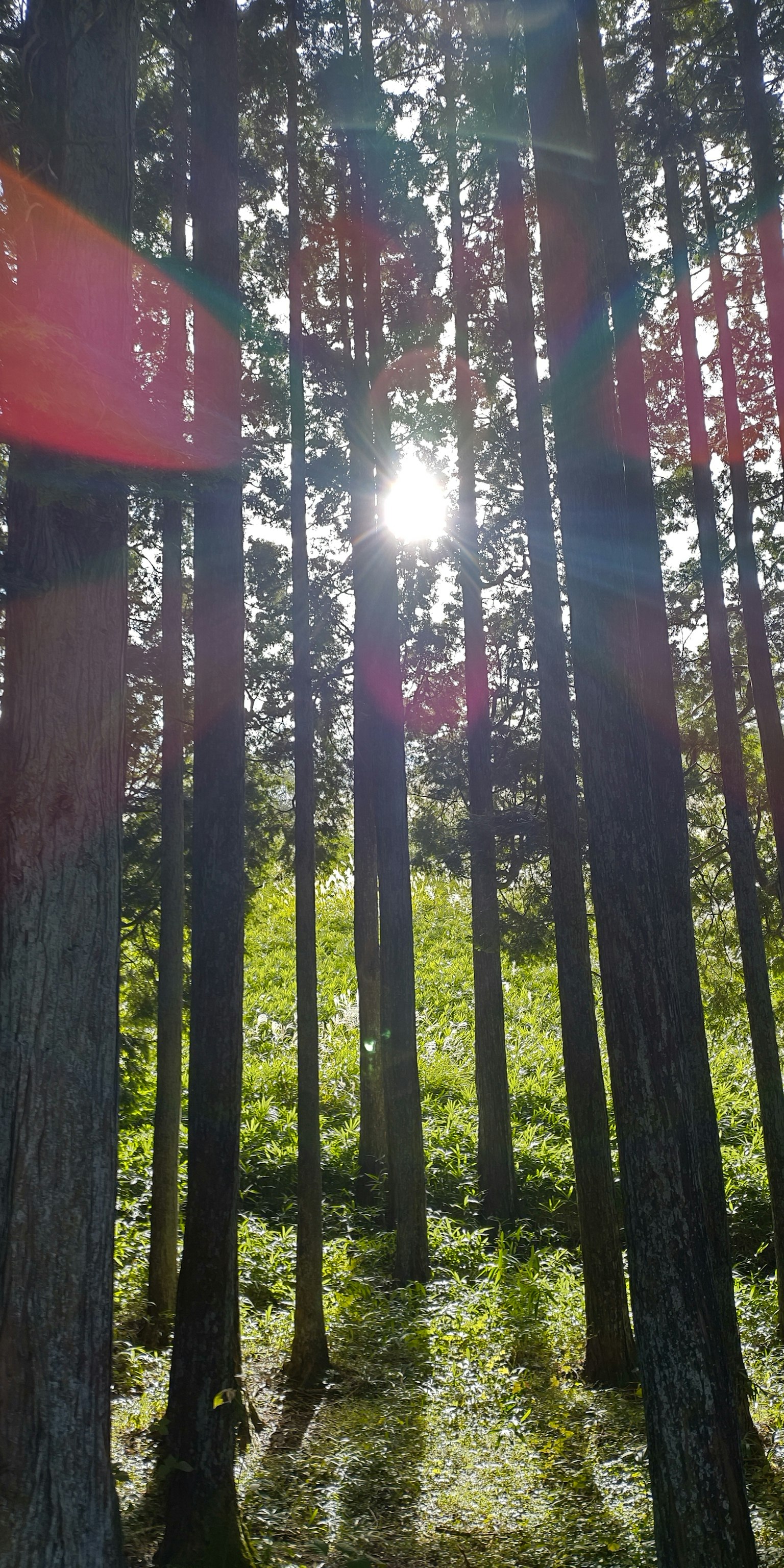 Lumière du soleil filtrant à travers de grands arbres dans une forêt