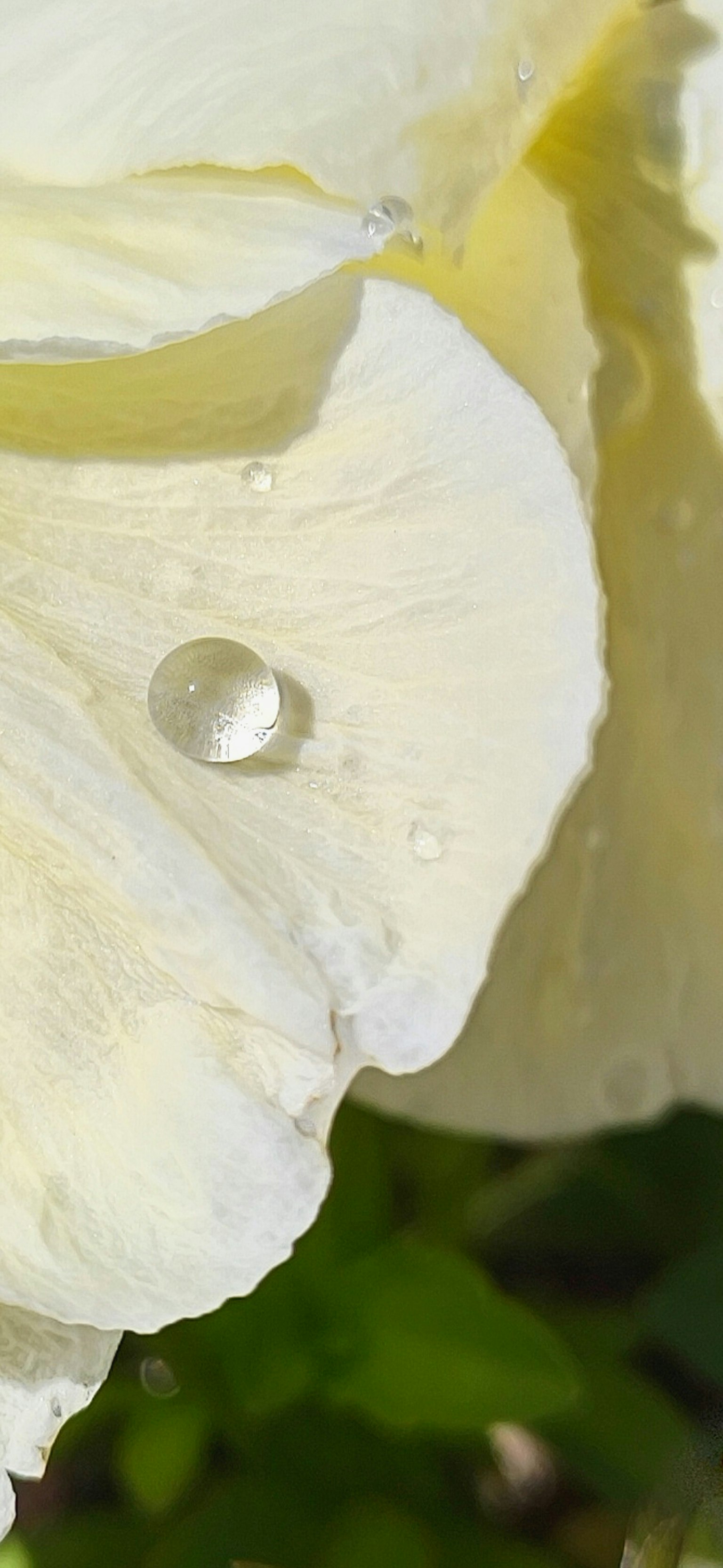 Gros plan d'un pétale de fleur blanche avec une goutte d'eau