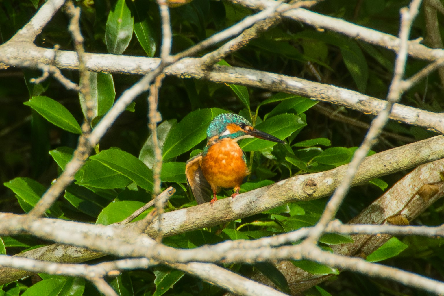 Un hermoso martinete posado en una rama Plumaje naranja y azul vibrante rodeado de hojas verdes