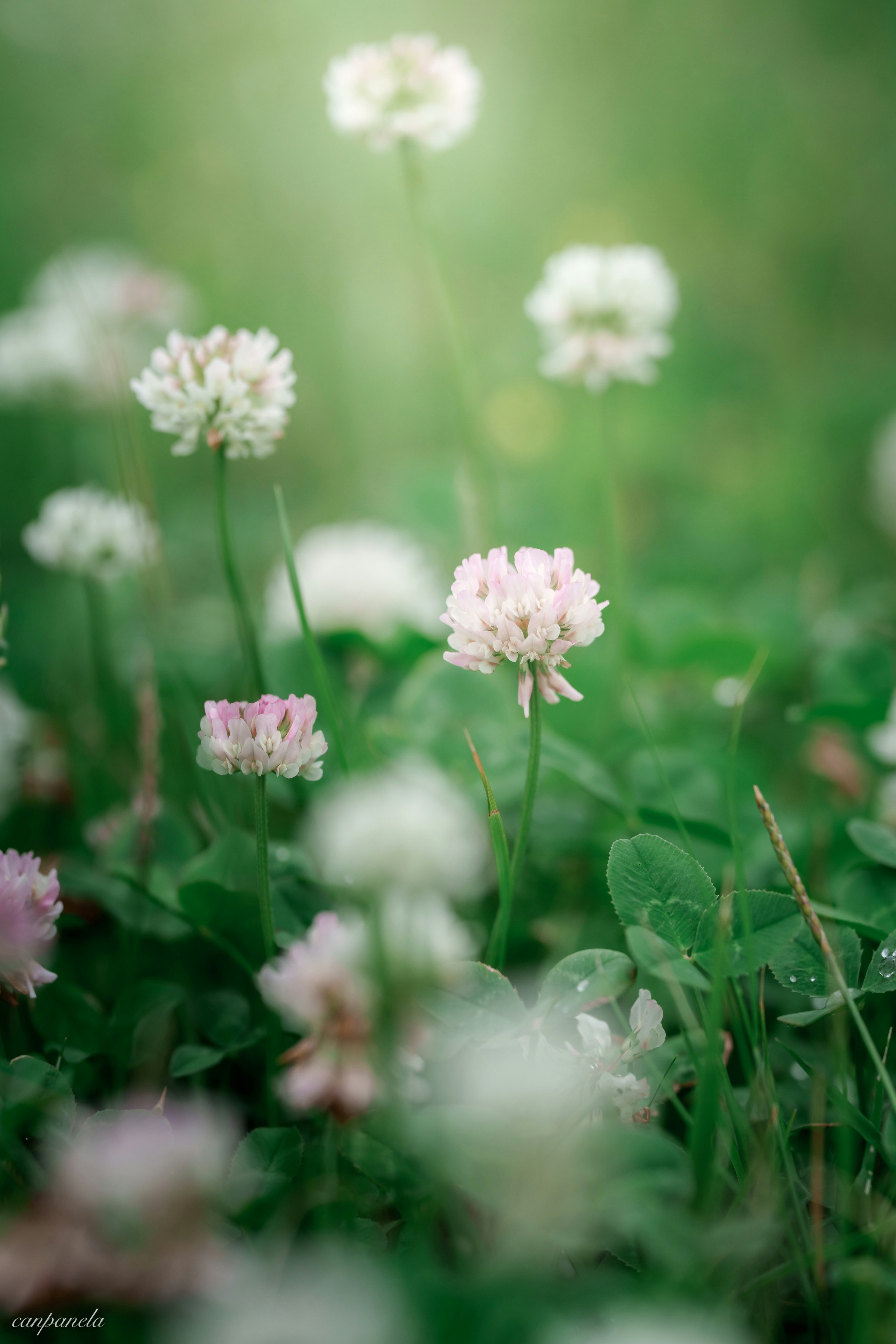 pink clover-like flowers in a grassy bokeh background