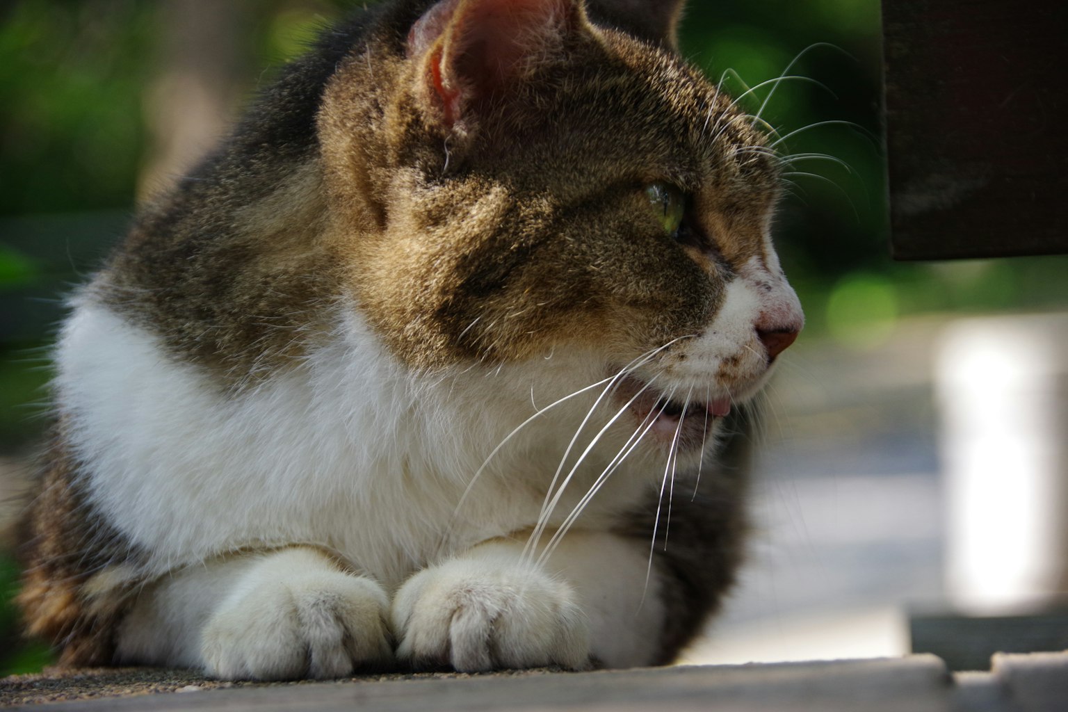 Kucing coklat dan putih yang sedang melihat ke samping