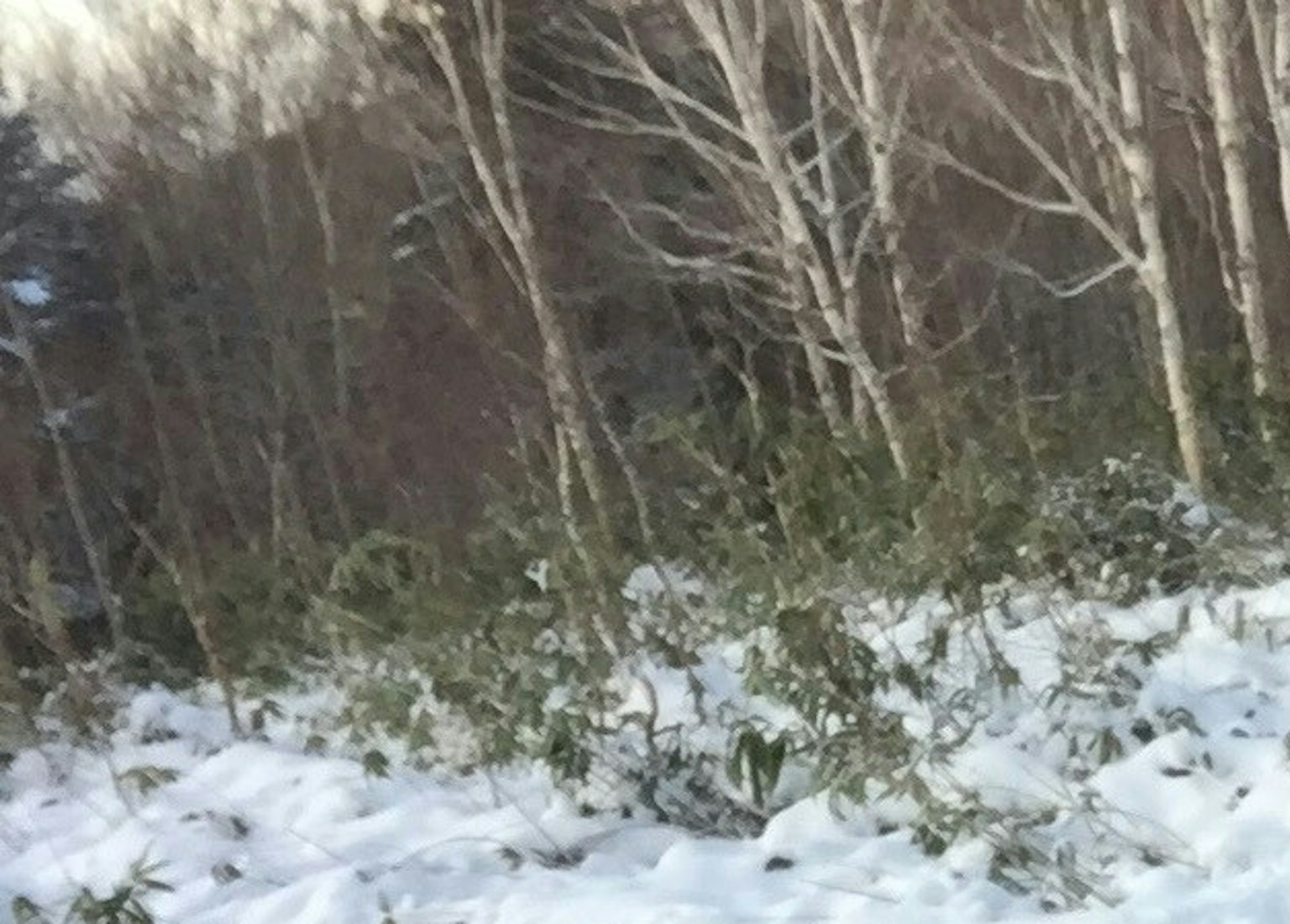 Verschneite Waldlandschaft mit weißen Bäumen