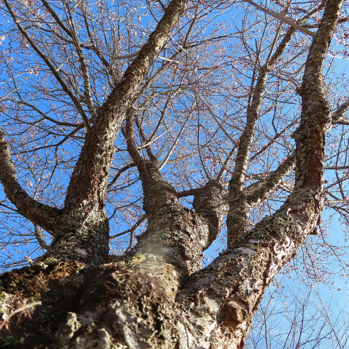 bark and thick branches of a deciduous tree against a blue sky