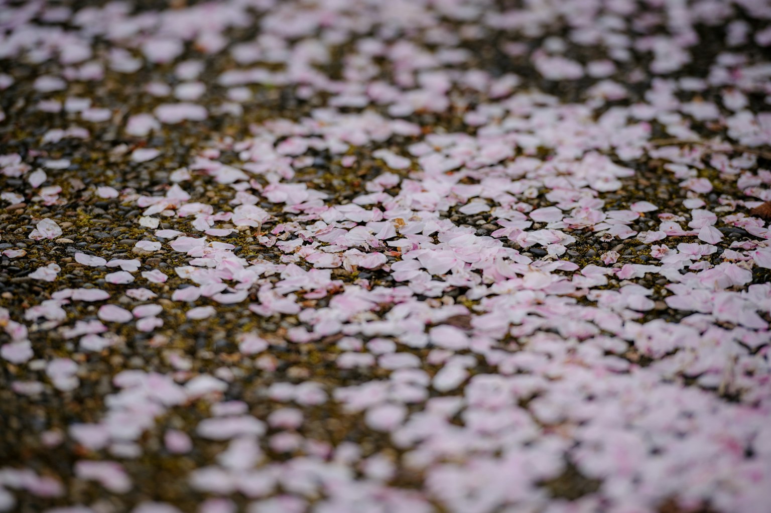 特写的樱花花瓣散落在地面上
