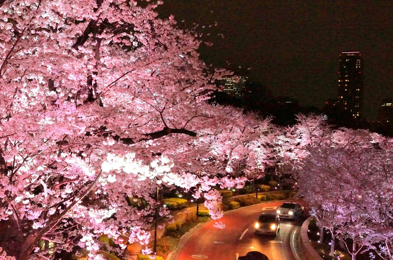 夜間櫻花美景與照明街道