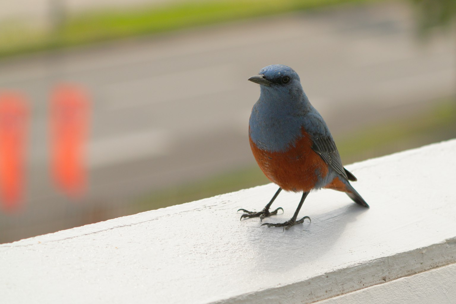 Seekor burung kecil dengan kepala biru dan dada oranye berdiri di atas pegangan putih