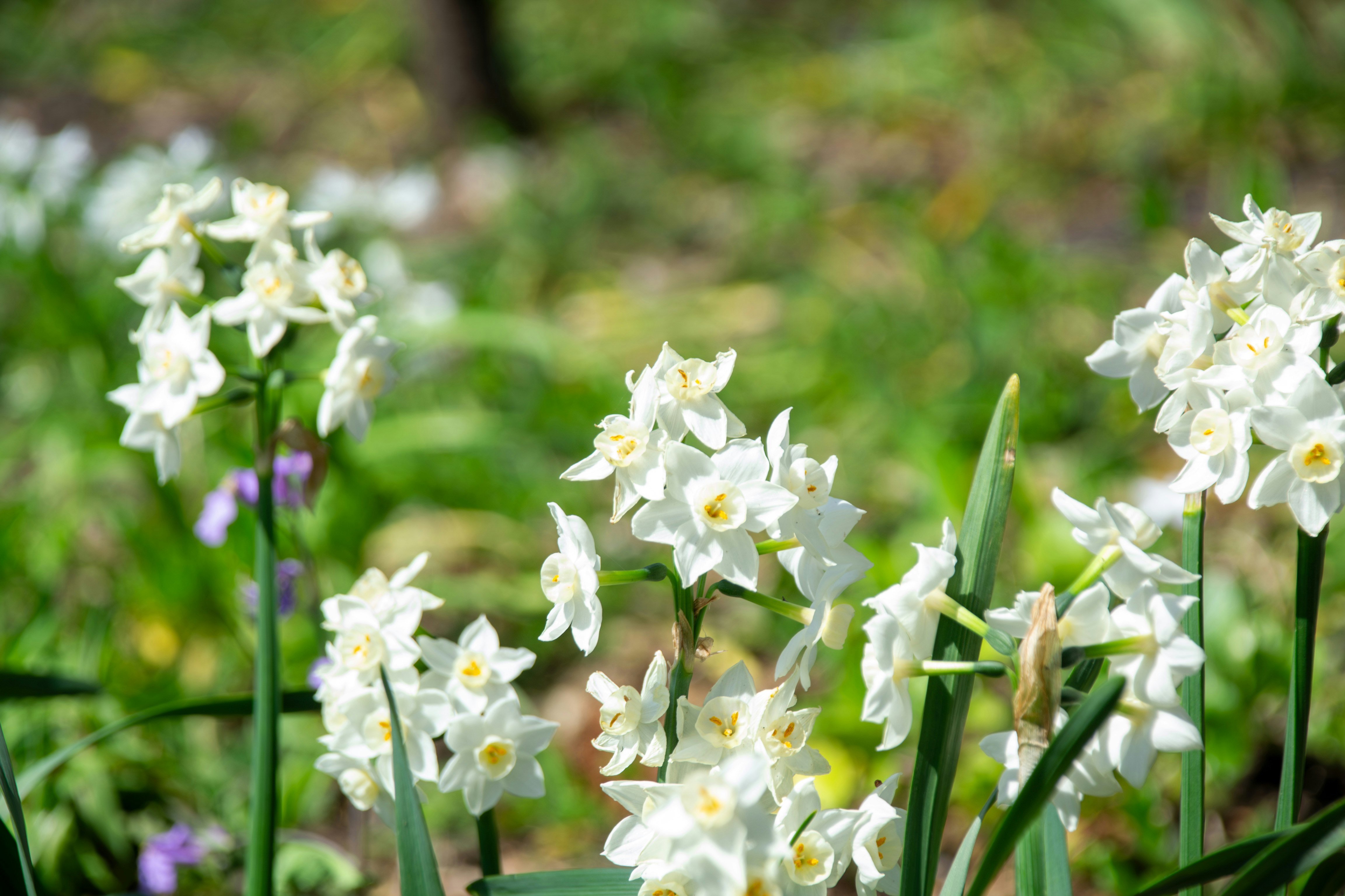 jonquilles blanches en fleurs dans un parterre de jardin