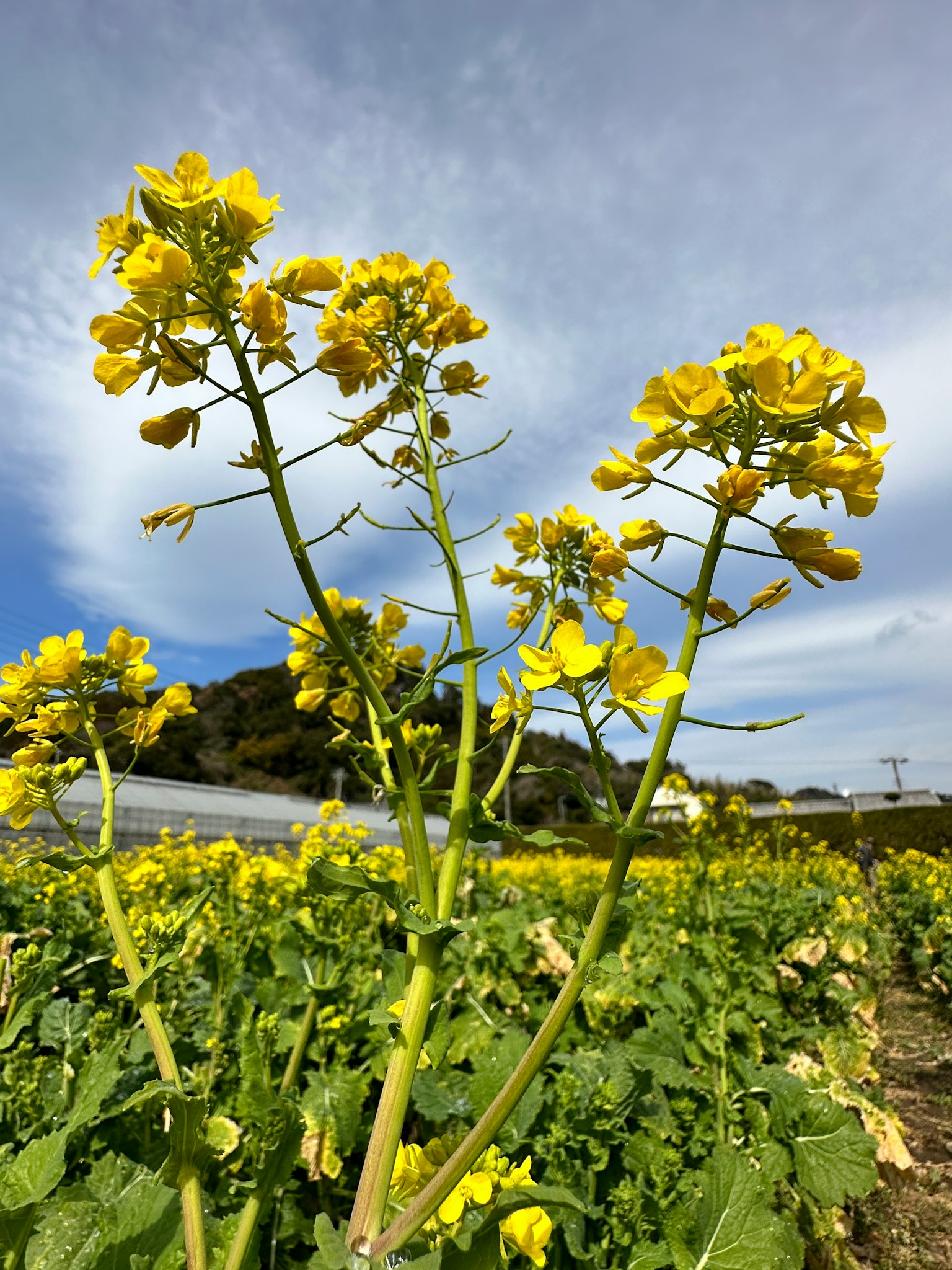Field of yellow rapeseed flowers under a blue sky