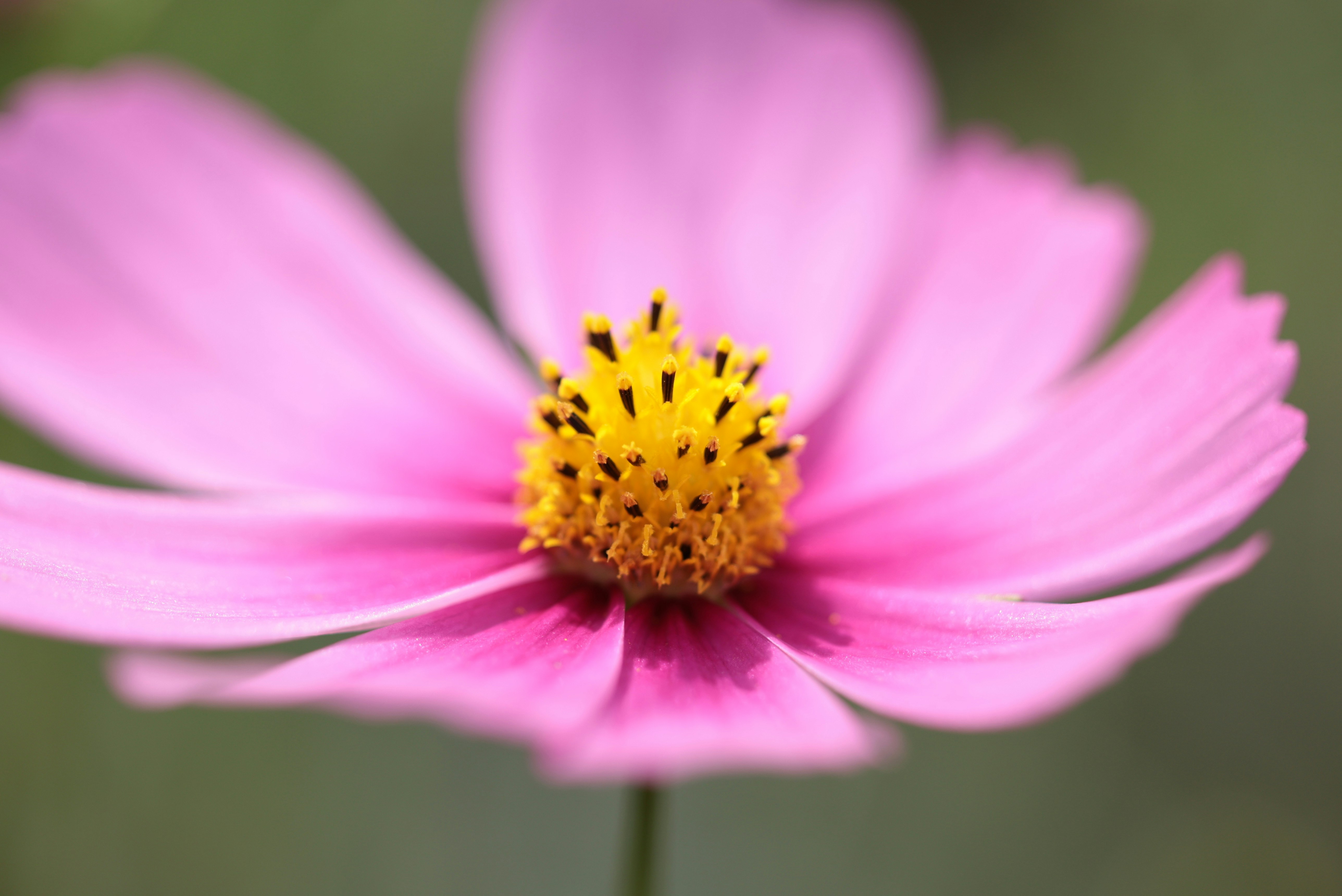 ピンクのコスモスの花のクローズアップ