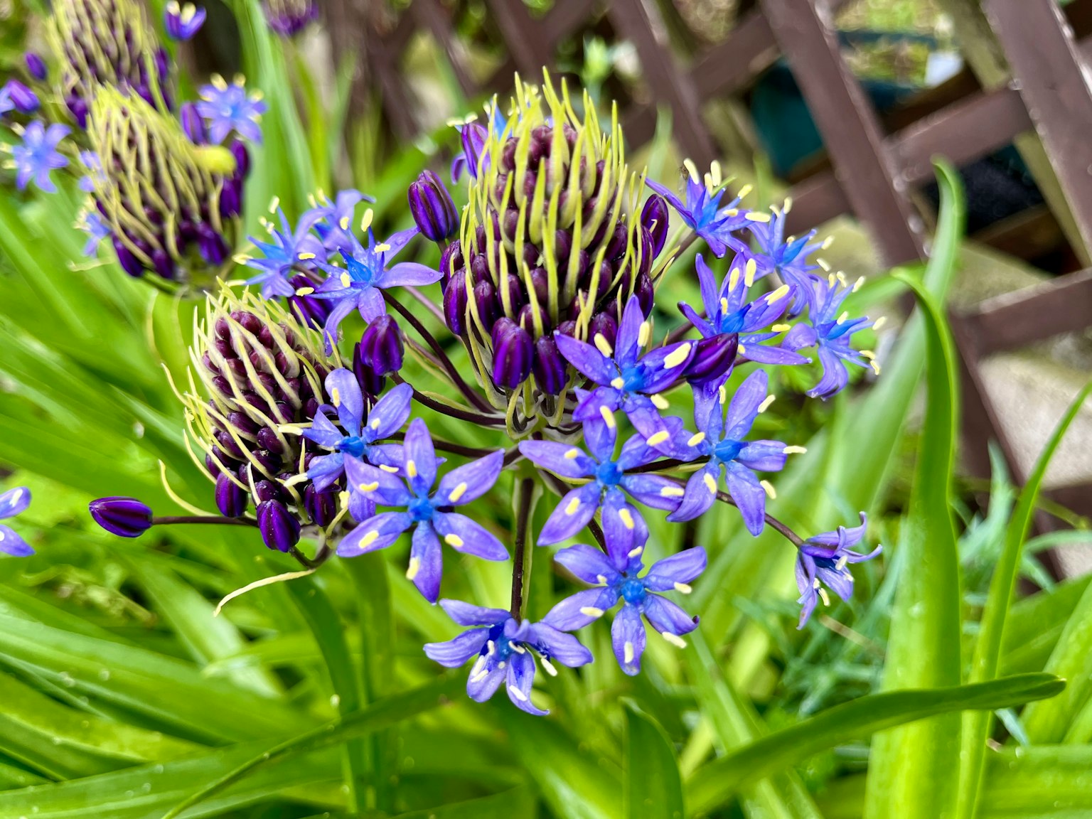 Primo piano di una pianta con fiori blu viola circondata da foglie verdi e boccioli di forma unica