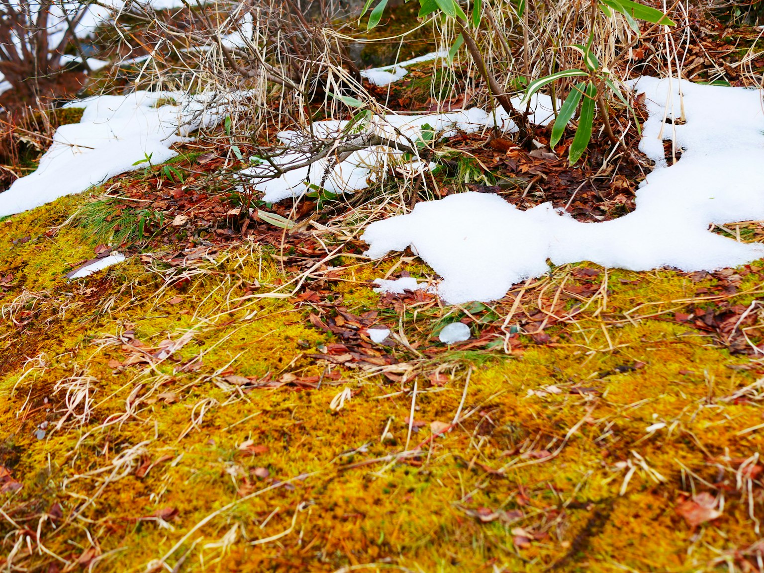 Sol recouvert de mousse verte mélangée avec de la neige et des feuilles sèches