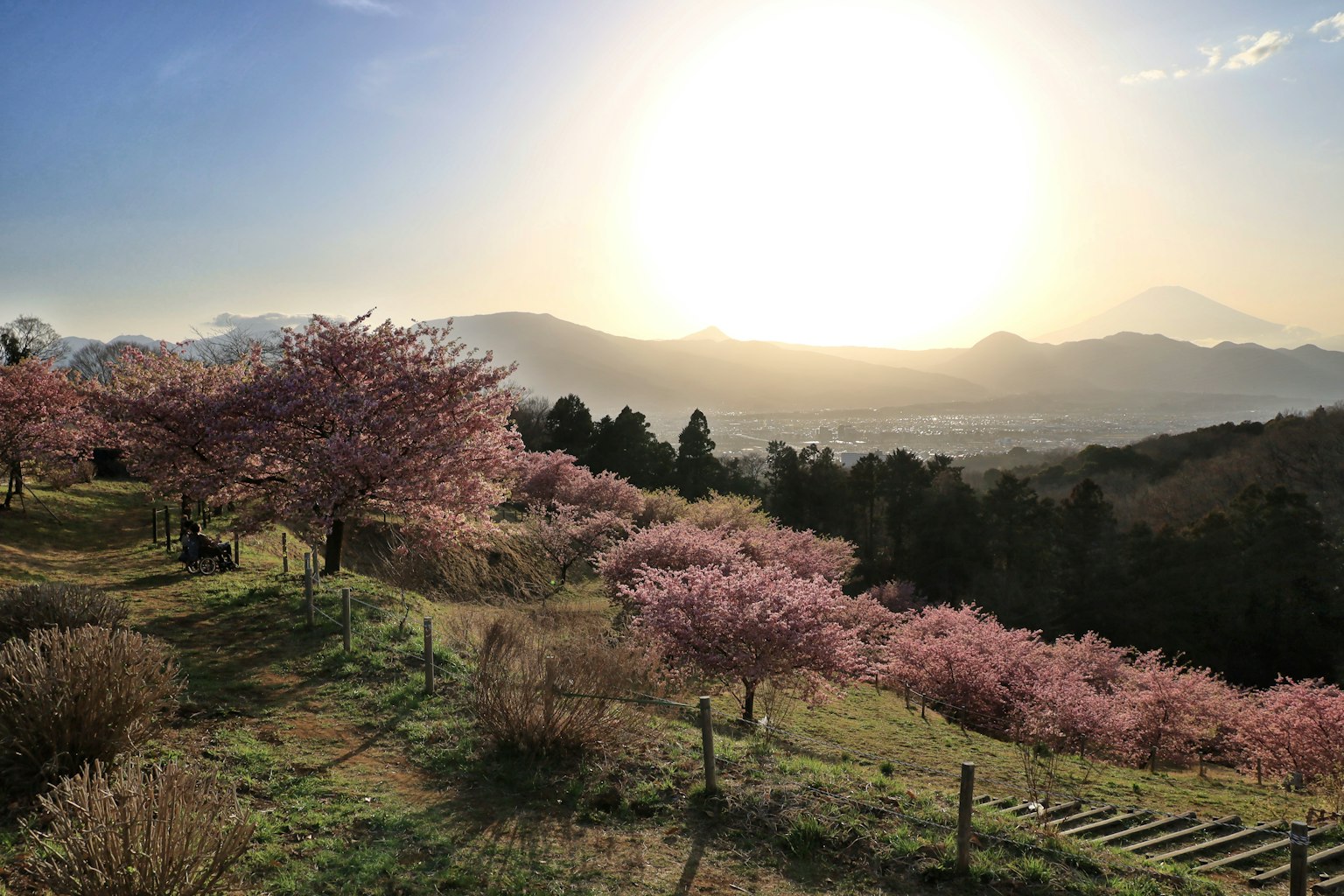 Malersicher Blick auf Kirschbäume mit Sonnenuntergang