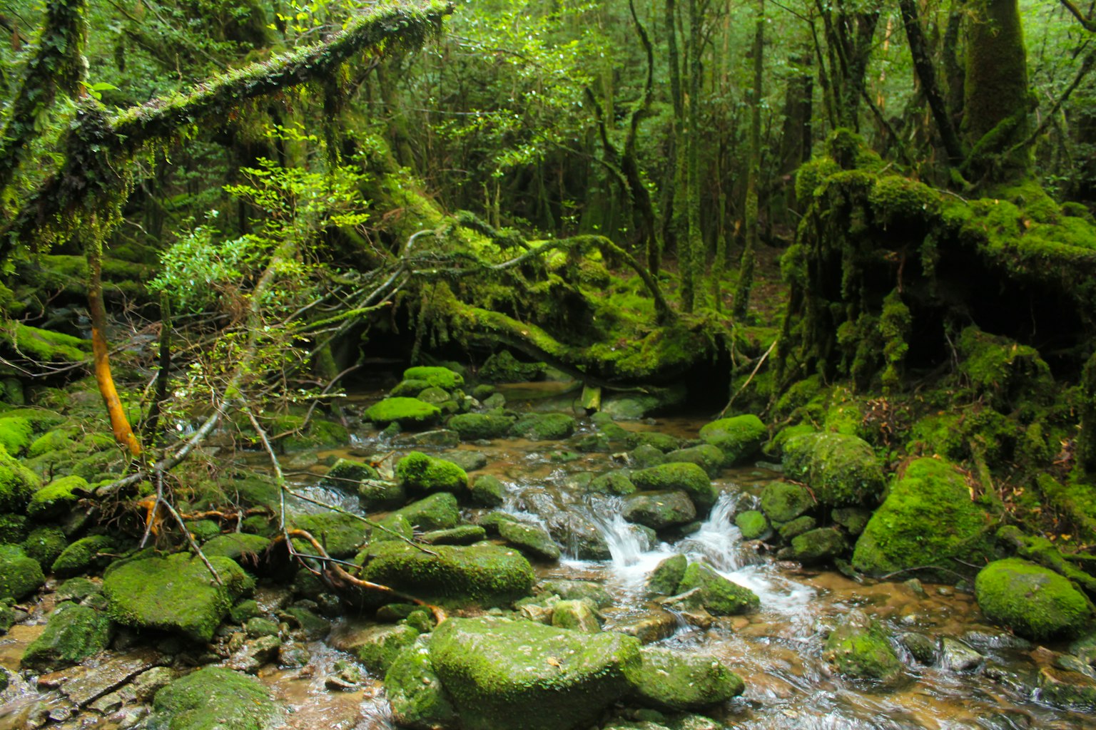 A stream flowing through a lush green forest with moss-covered rocks